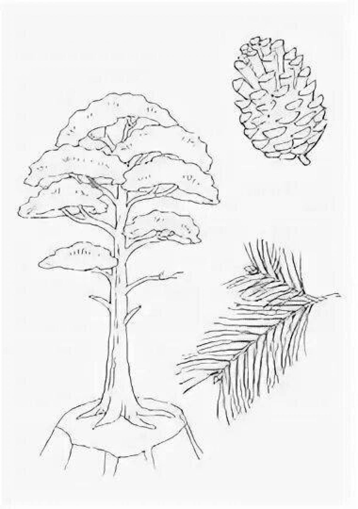 Картинка раскраска сосна для детей