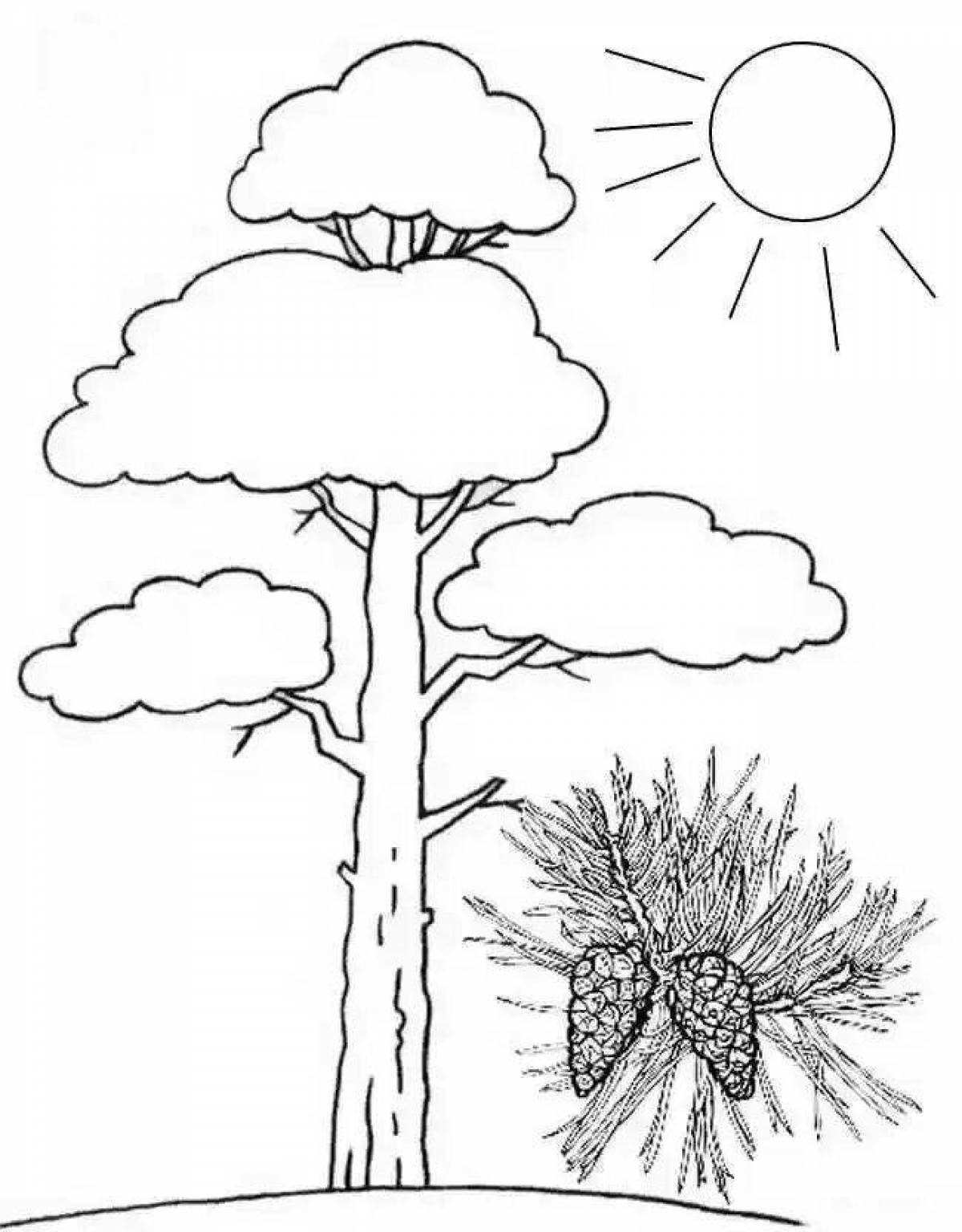 Картинка раскраска сосна для детей