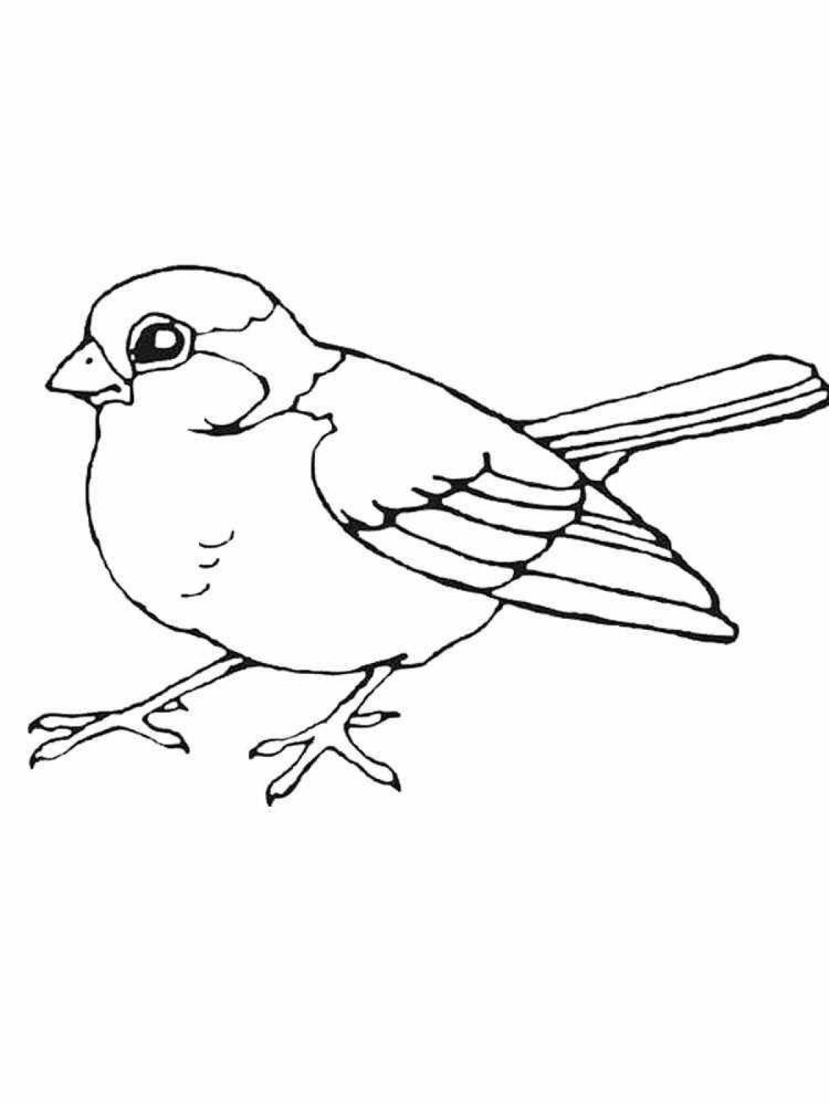 Раскраска зимующие птицы Воробей