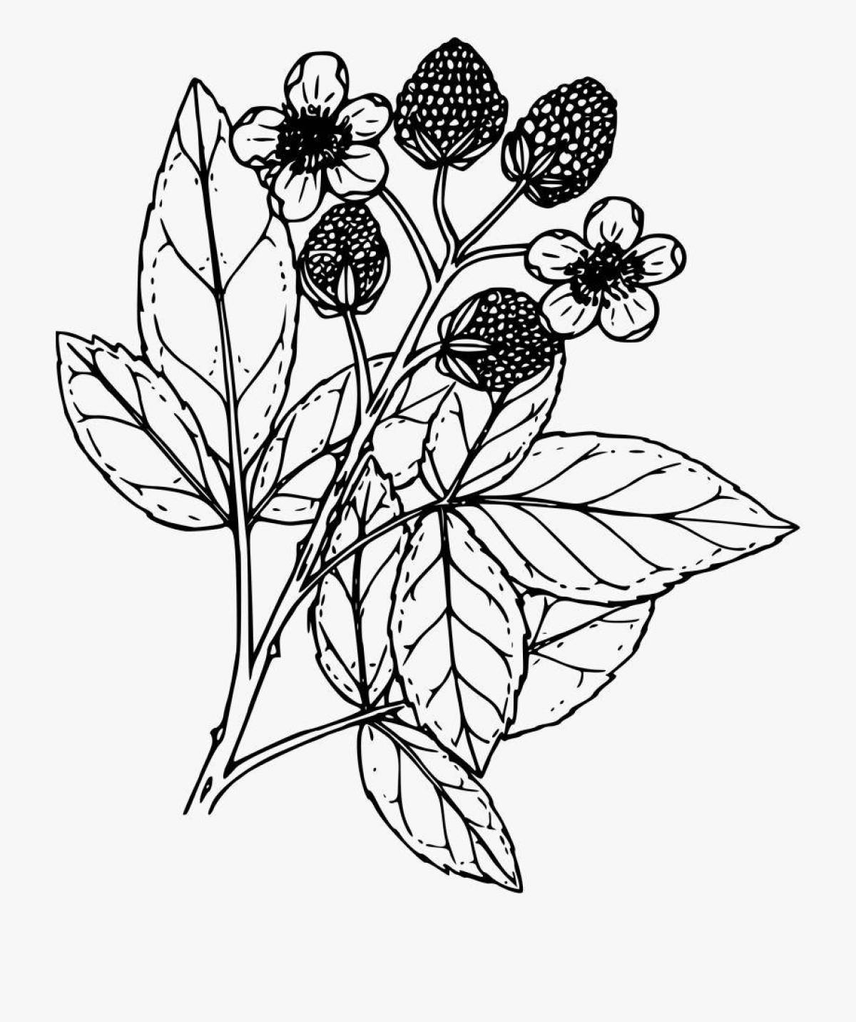 Rubus odoratus рисунок карандашом