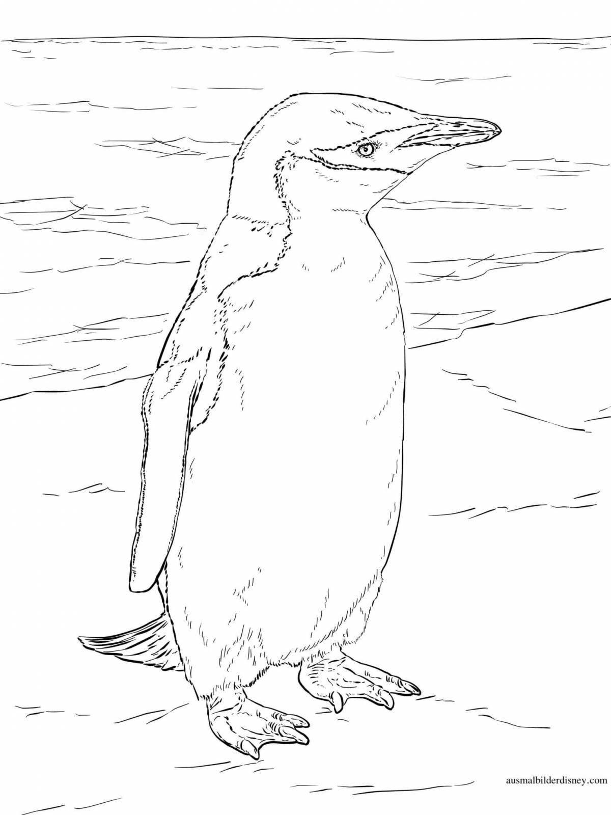 Пингвин раскраска реалистичные