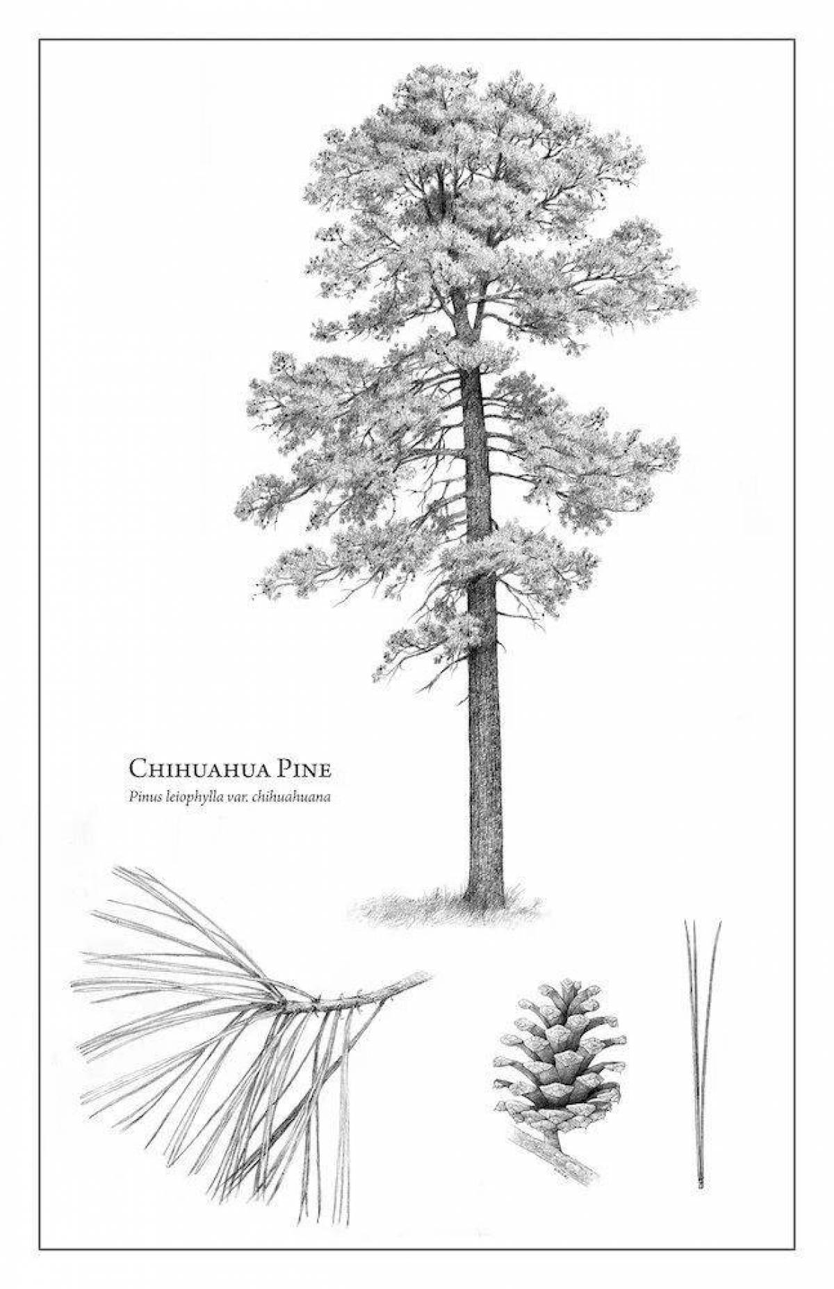 Adorable pine coloring book for kids
