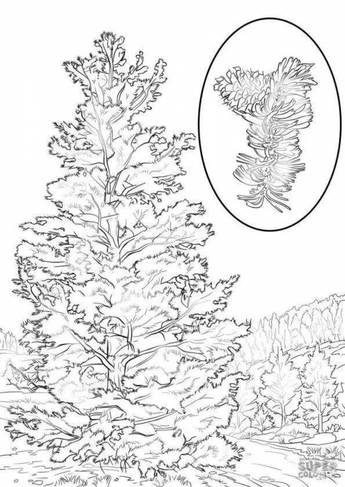Radiant pine coloring book for kids