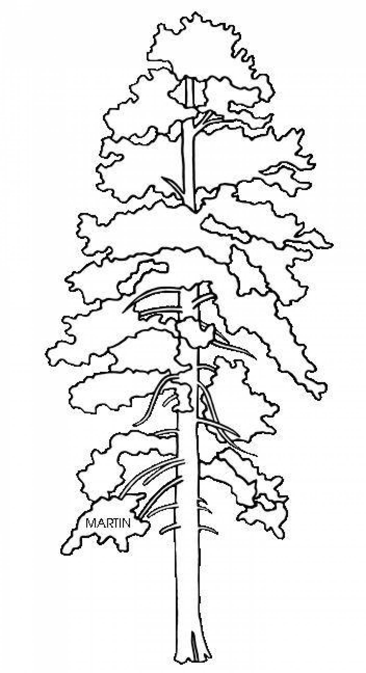 Animated pine tree coloring page for kids