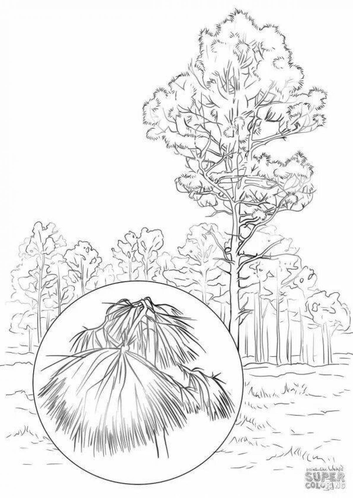 Colorful pine tree coloring book for kids