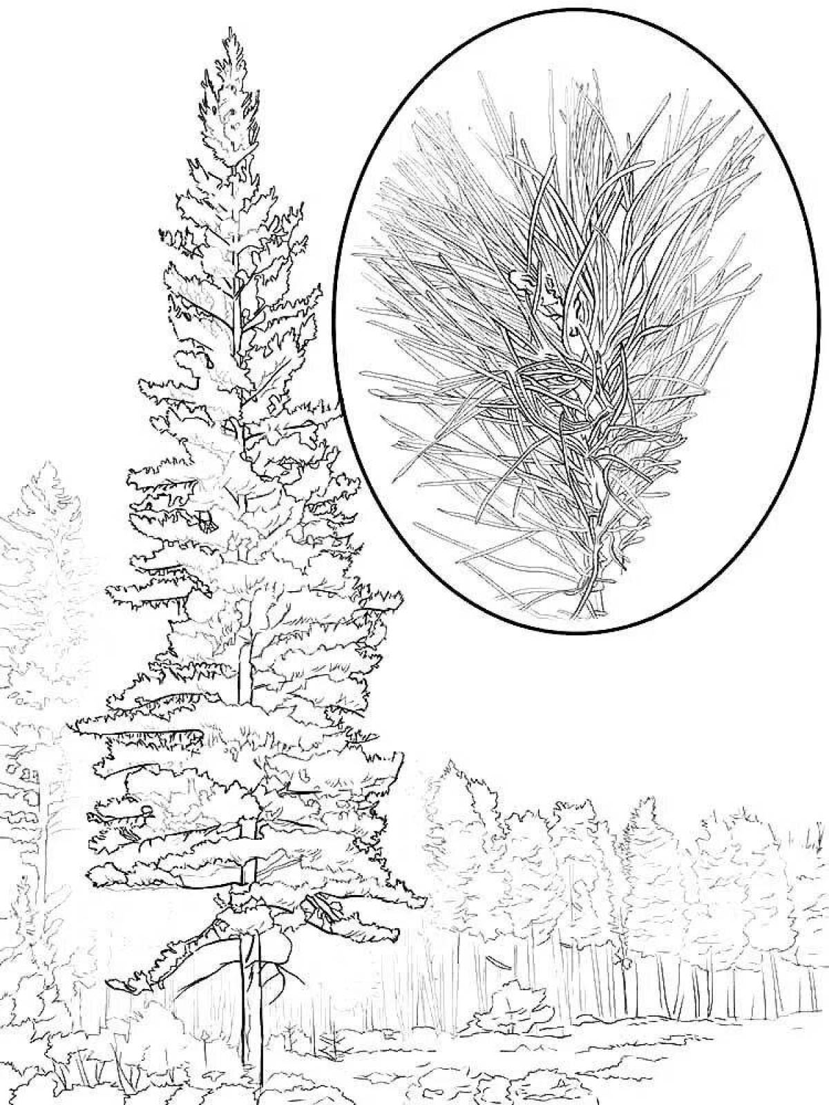 Fun pine tree coloring book for kids