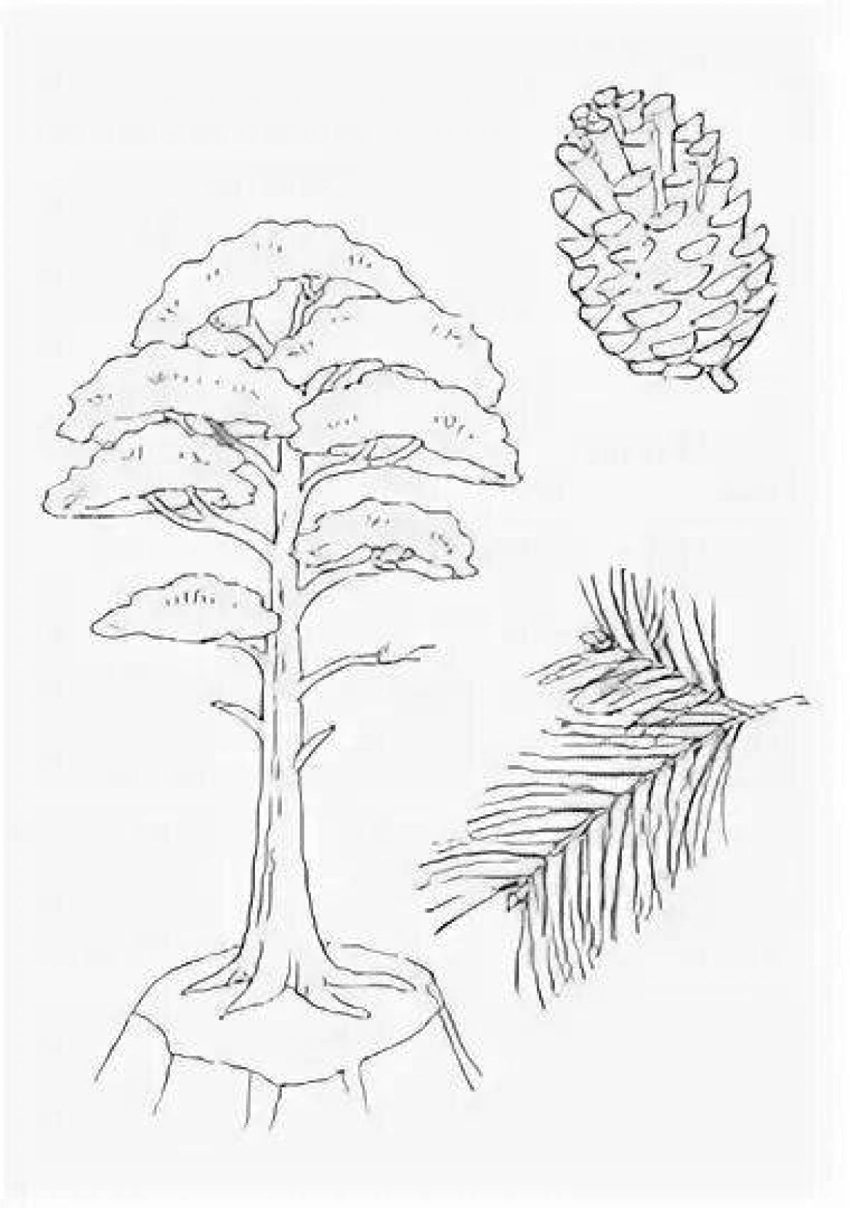 Gorgeous pine tree coloring book for kids