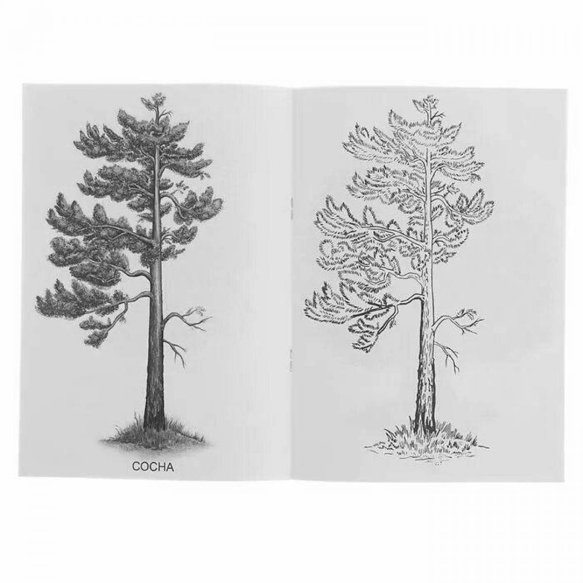 Big pine coloring book for kids