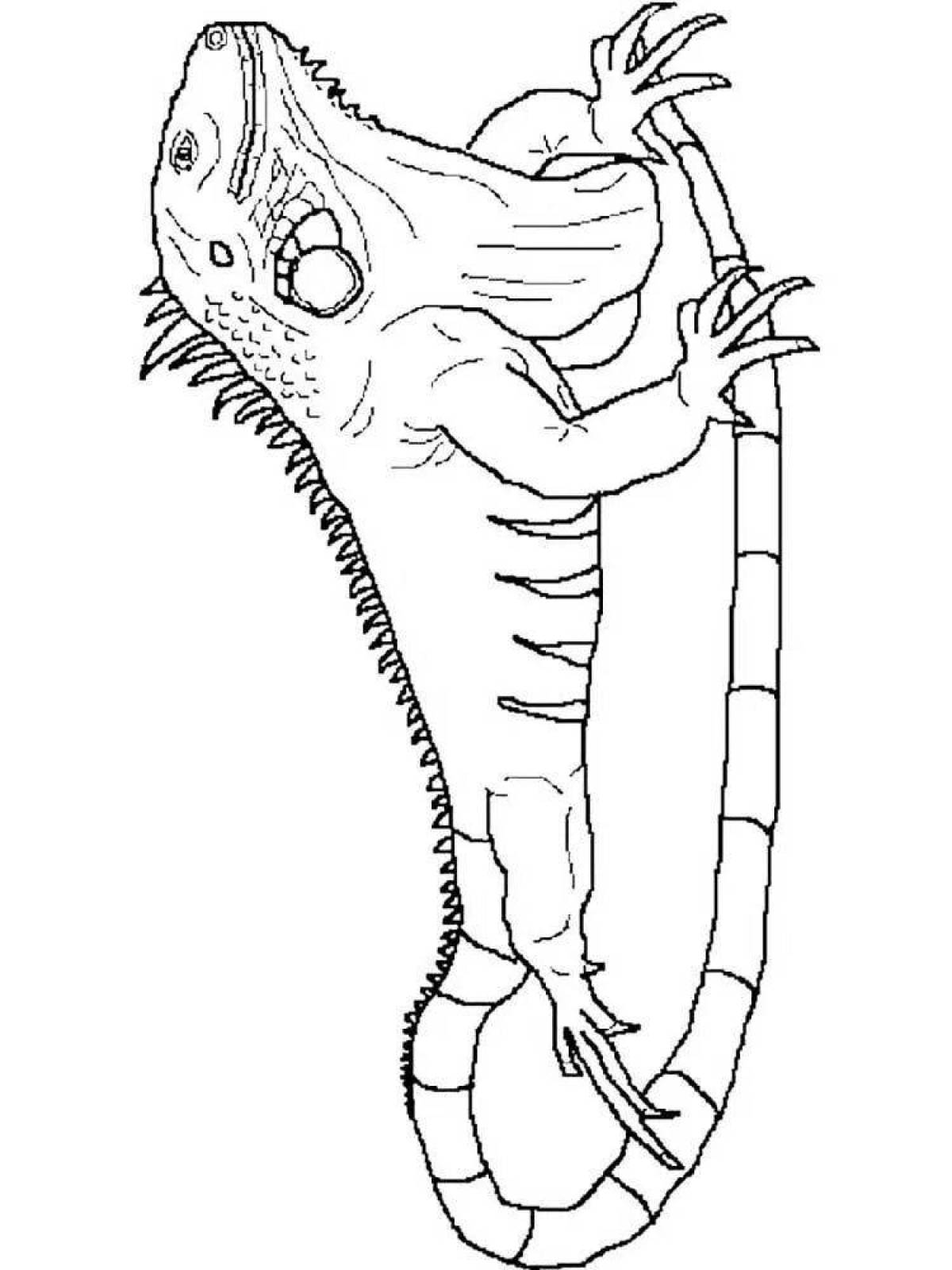 Funny iguana coloring book