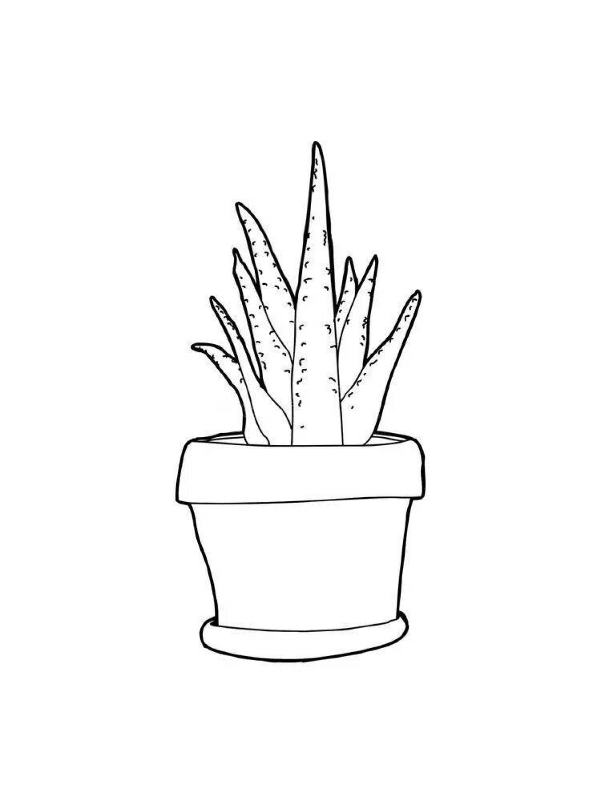 Amazing aloe coloring page