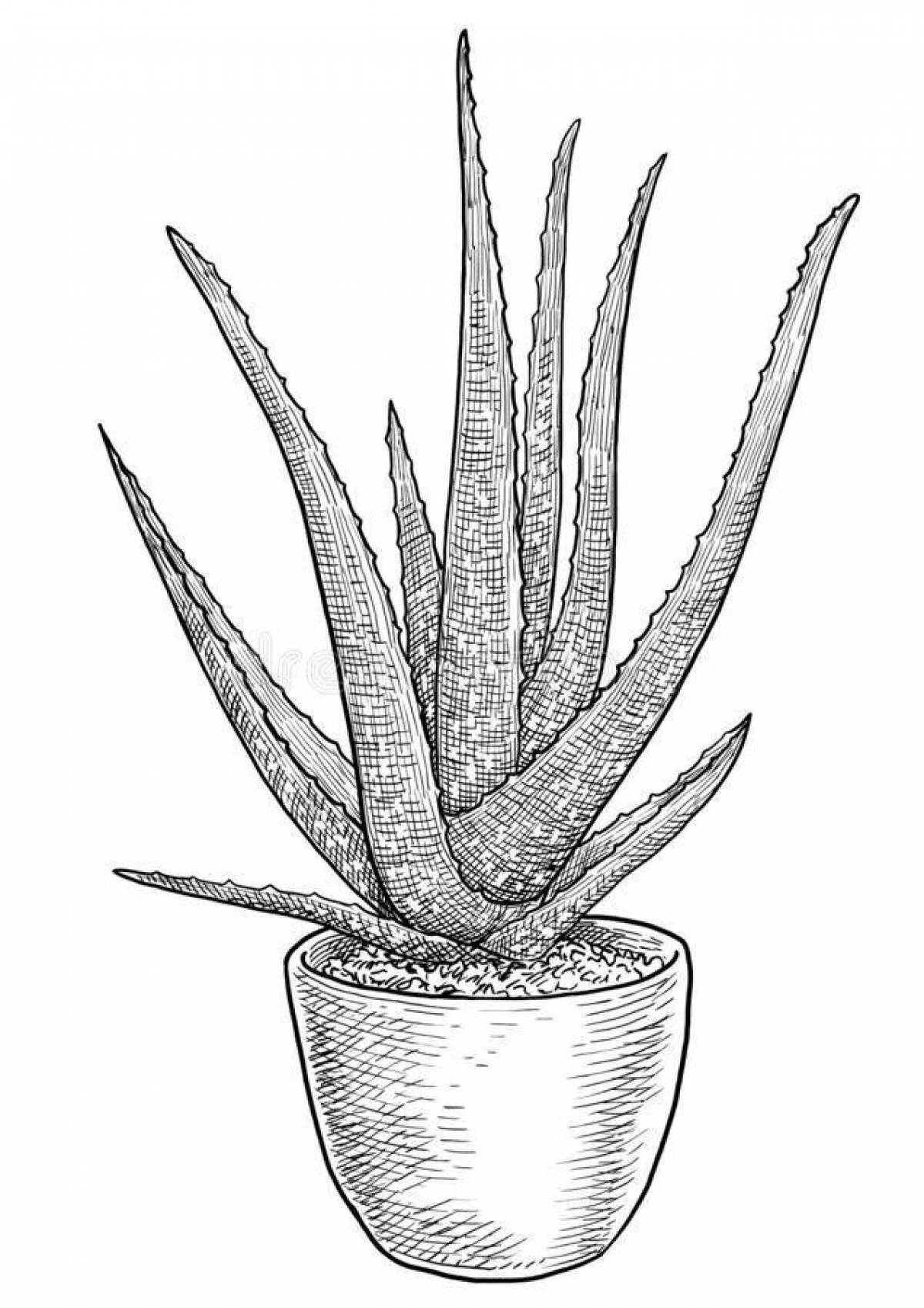 Alluring Aloe Coloring Page