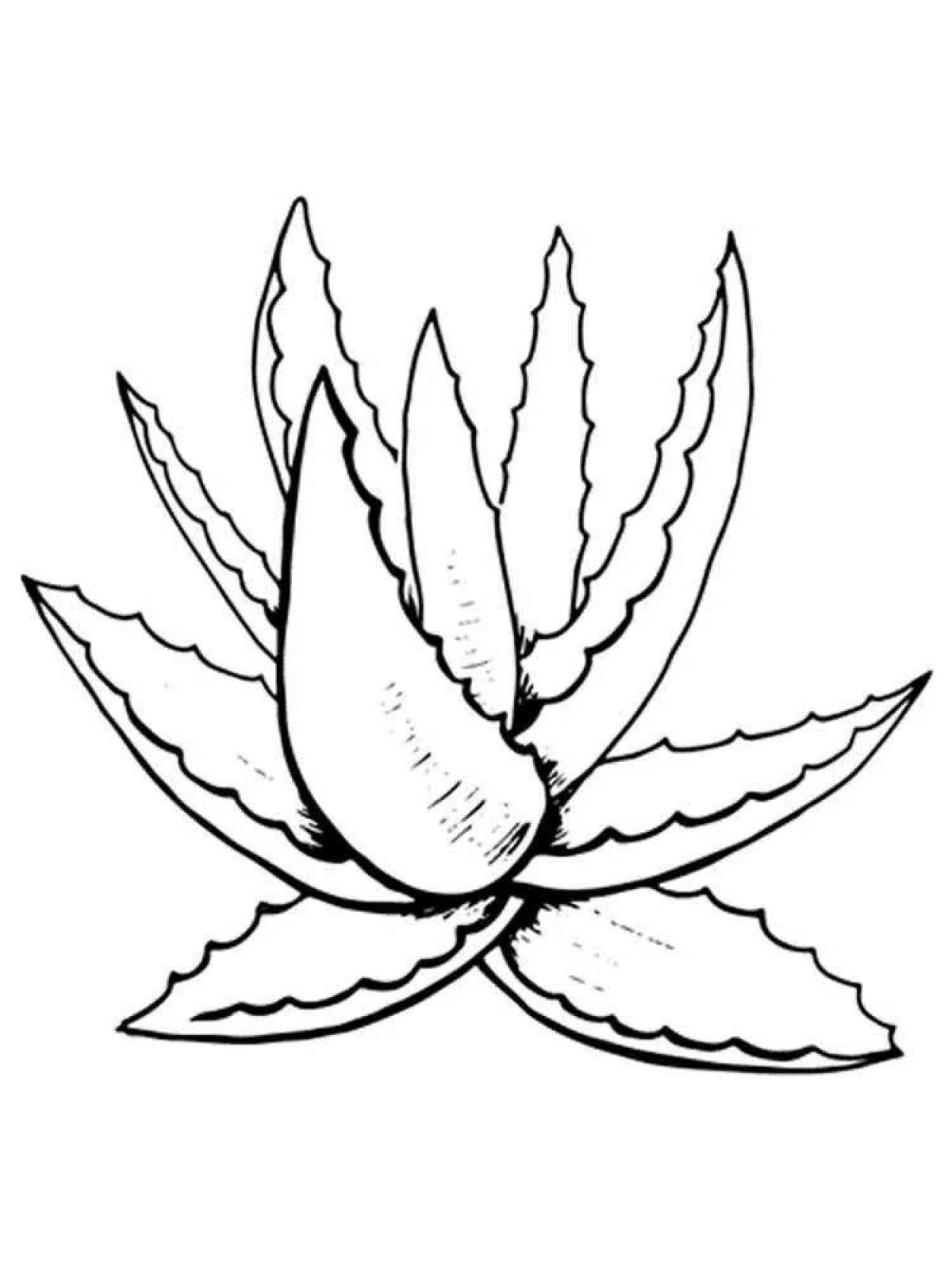 Amazing aloe coloring page