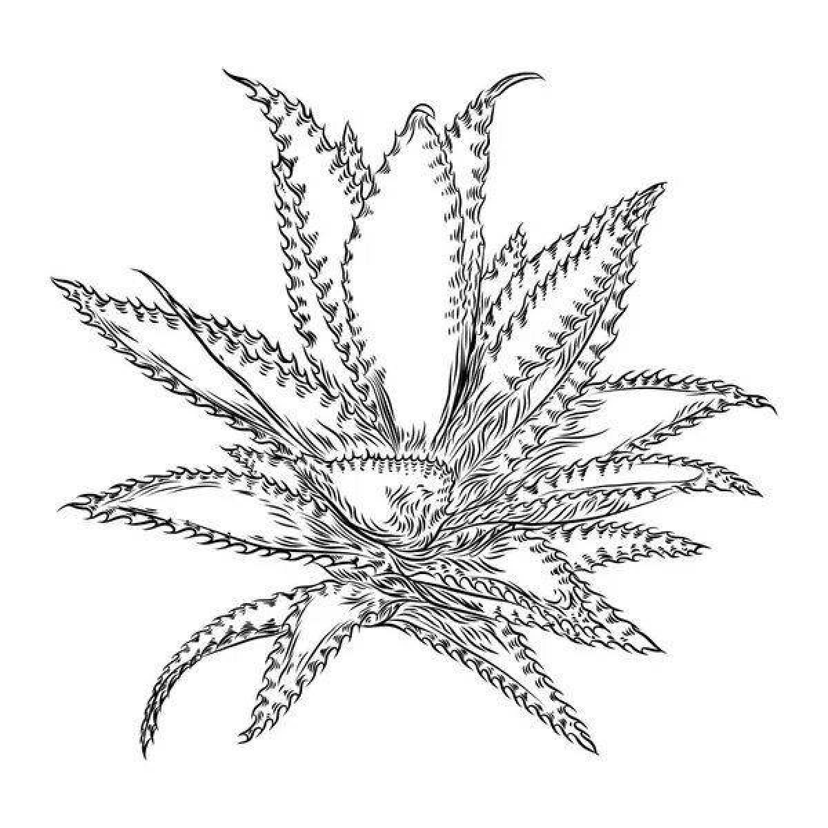 Exotic aloe coloring page