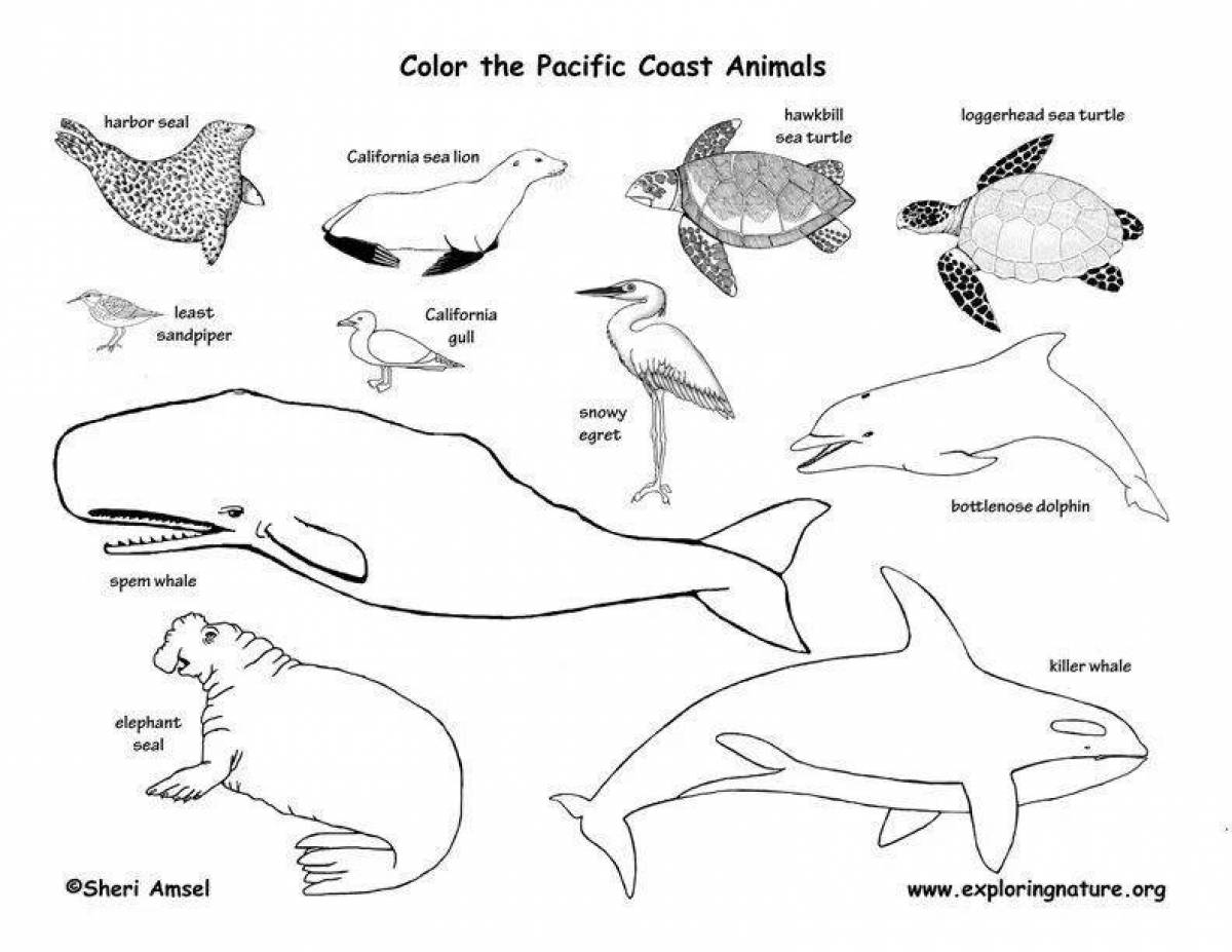 Amazing animals of Antarctica coloring page