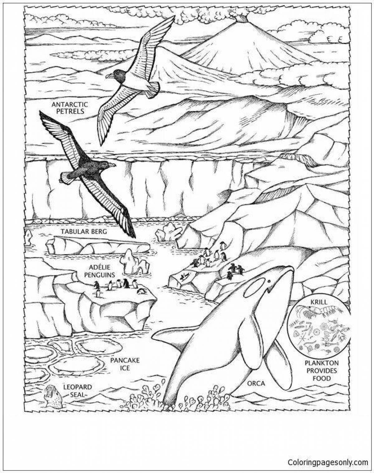 Sparkly animals of antarctica coloring book