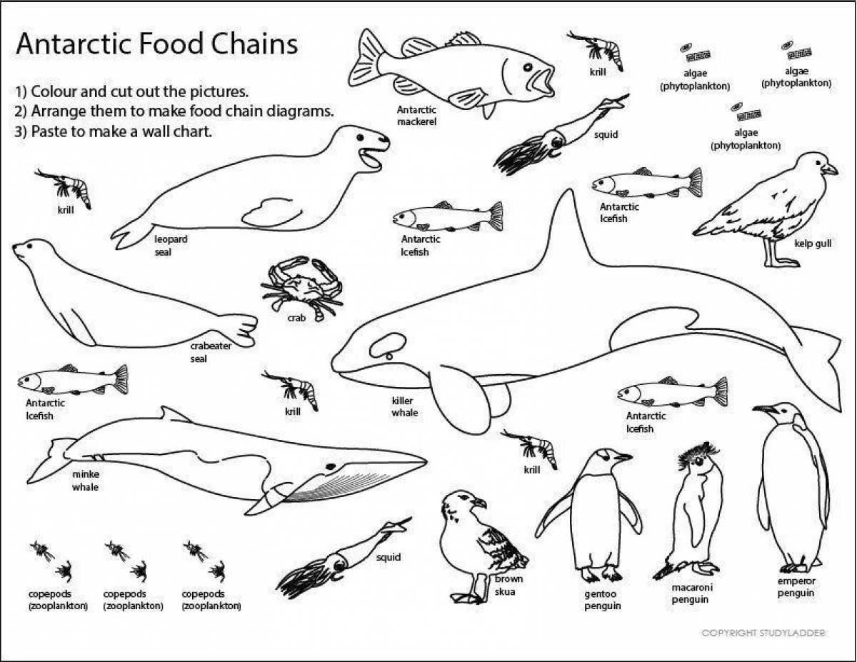 Раскраска буйные животные антарктиды