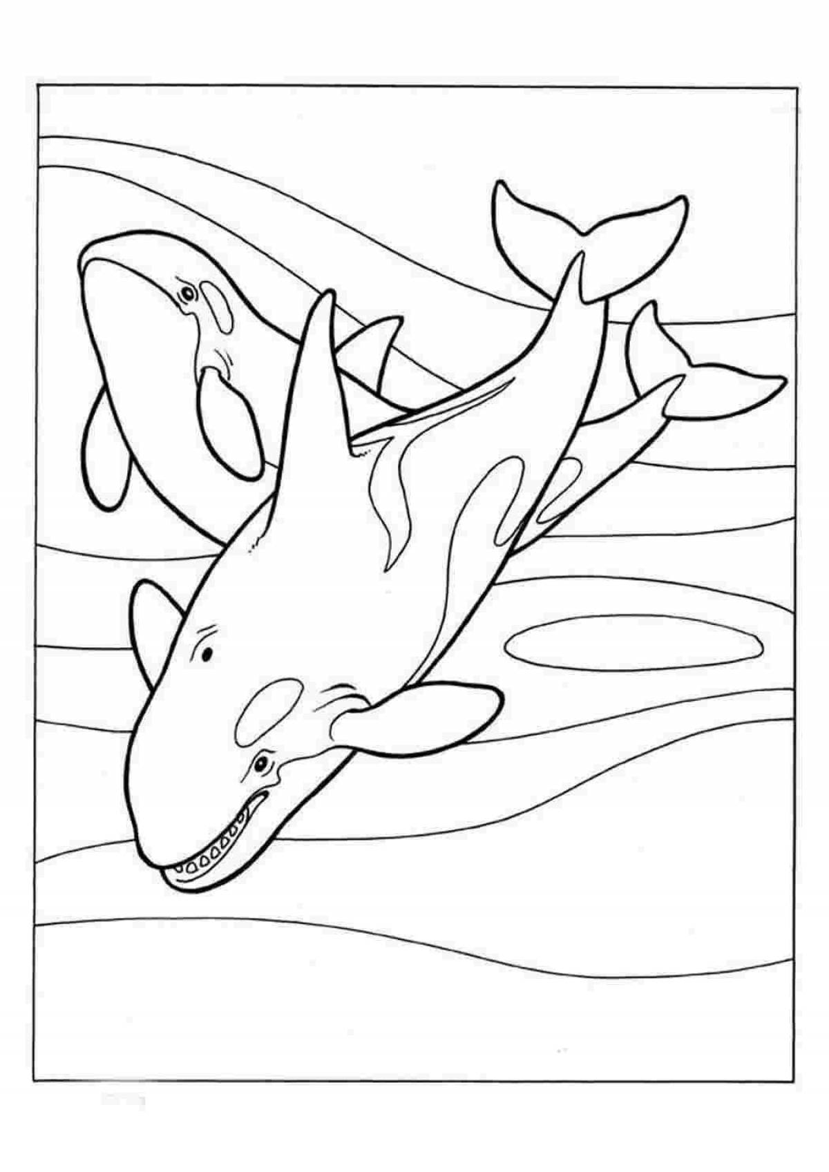 Раскраски касатки и акулы
