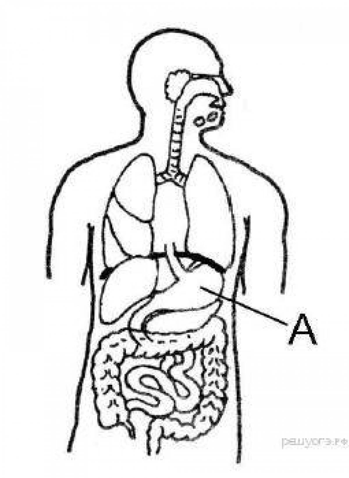 Строение внутренних органов 4 класс. Внутренние органы раскраска. Органы человека рисунок. Внутреннее строение человека черно белое. Внутренние органы человека раскраска.