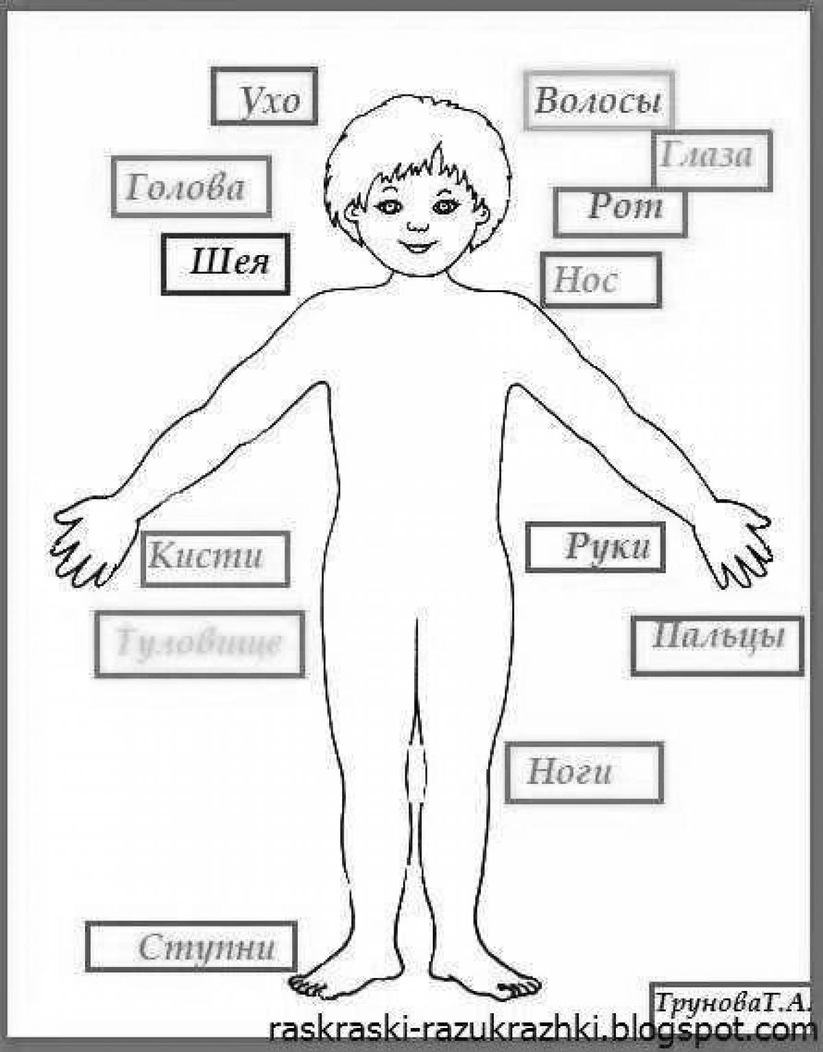 Тело 4 буквы. Тело человека для детей. Схема тела человека для детей. Части тела человека рисунок. Строение тела человека доля детей.
