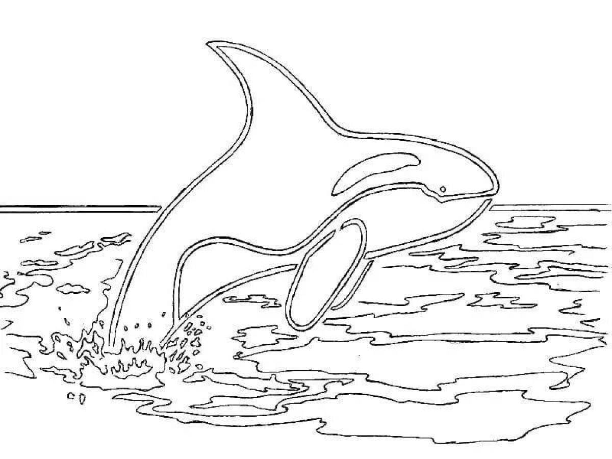 Vibrant killer whale coloring page for kids