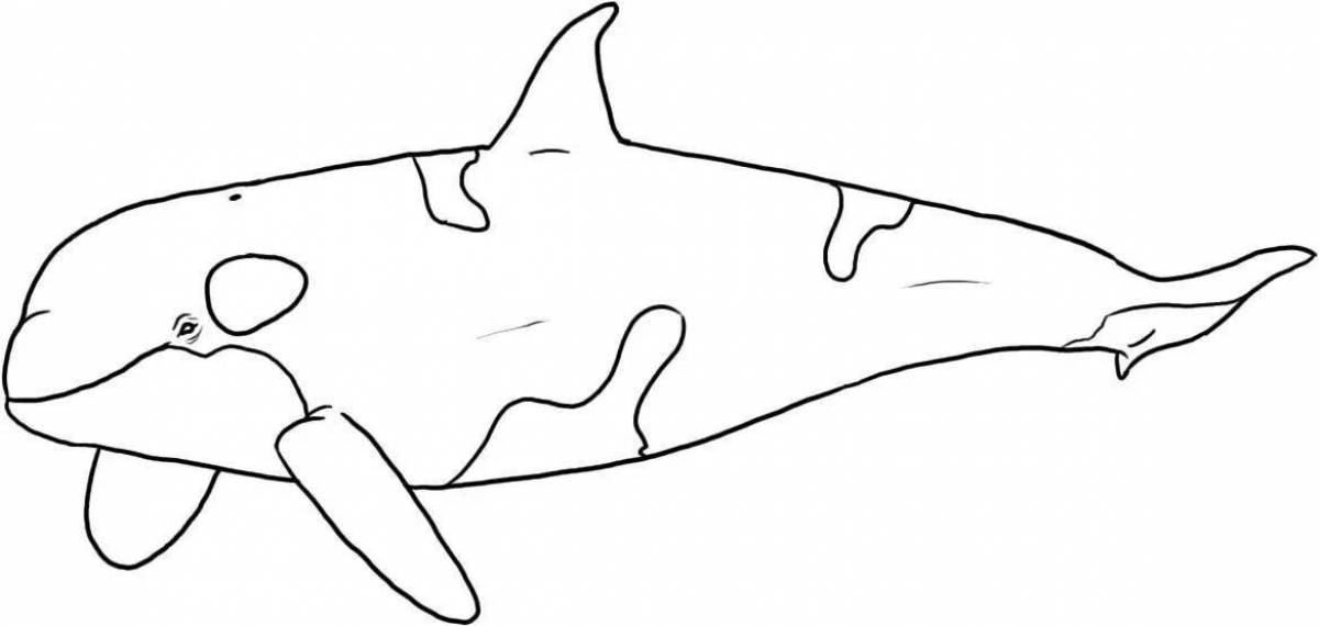 Joyful killer whale coloring book for kids