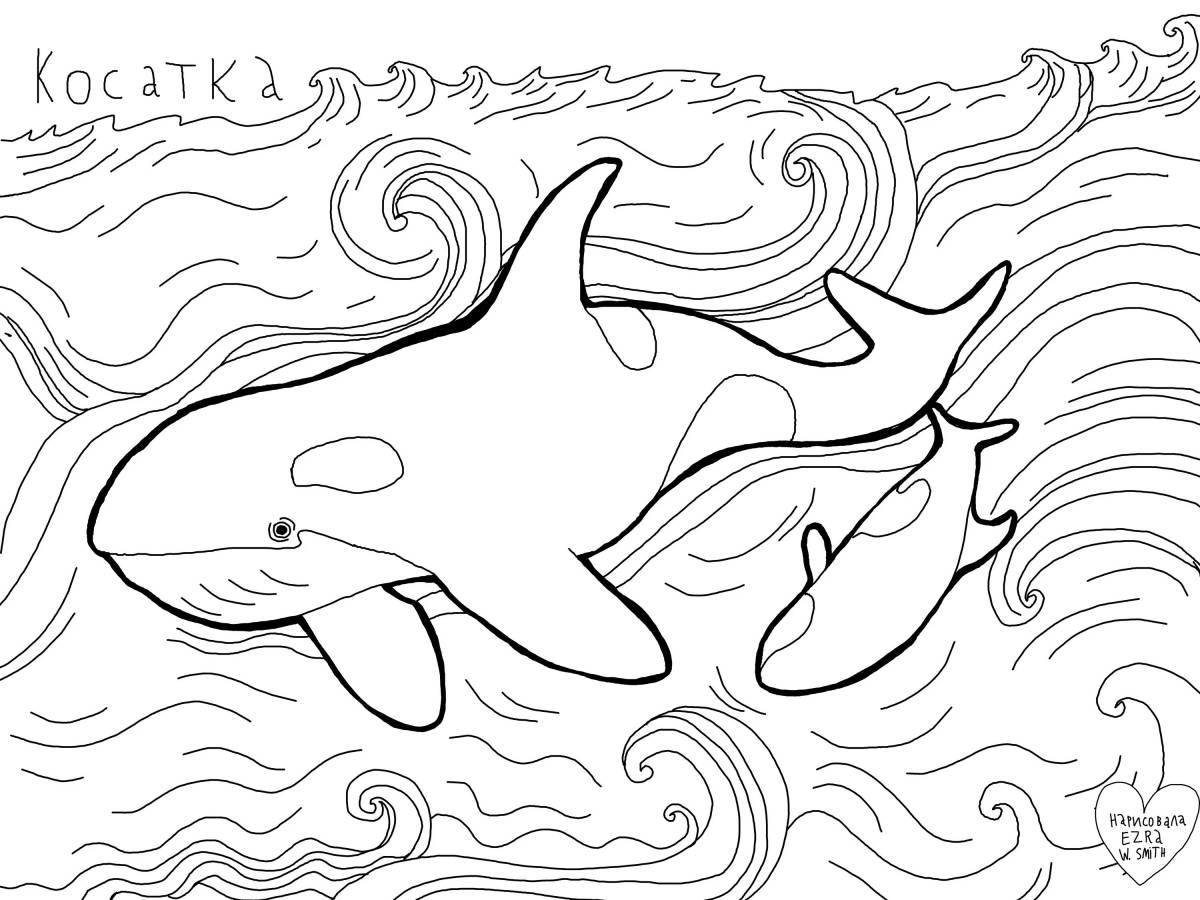 Playful killer whale coloring page for kids