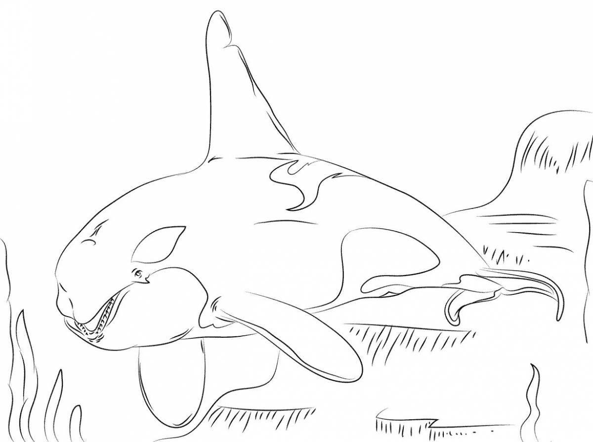 Killer whale fun coloring book for kids