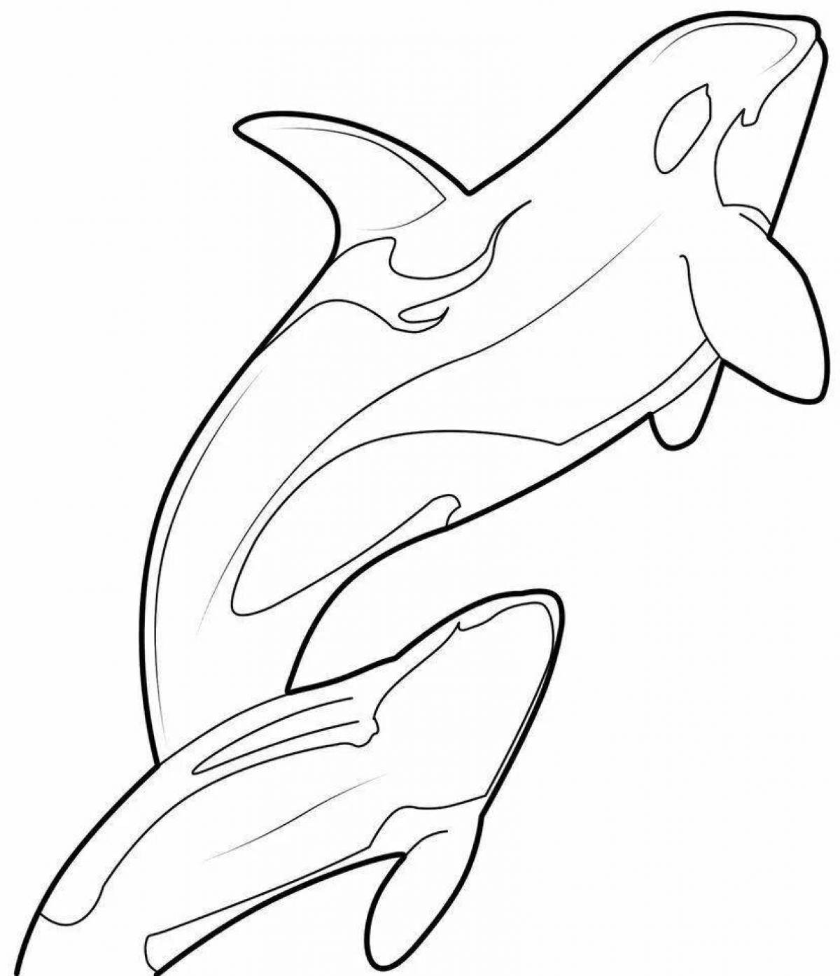 Silly killer whale coloring book for kids