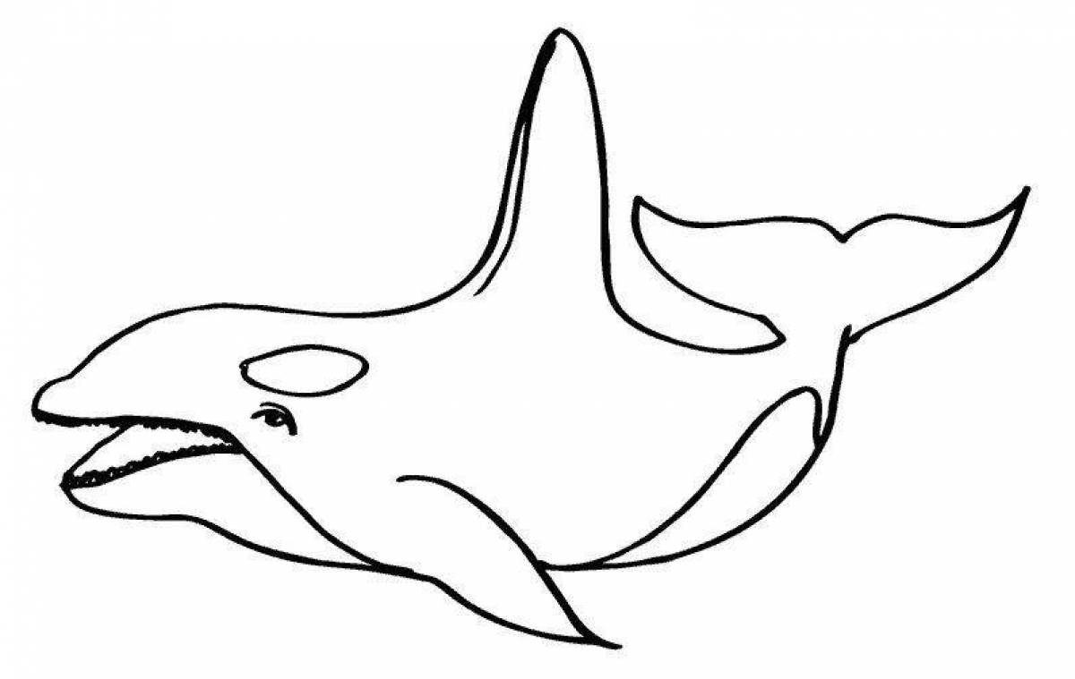 Exciting killer whale coloring book for kids