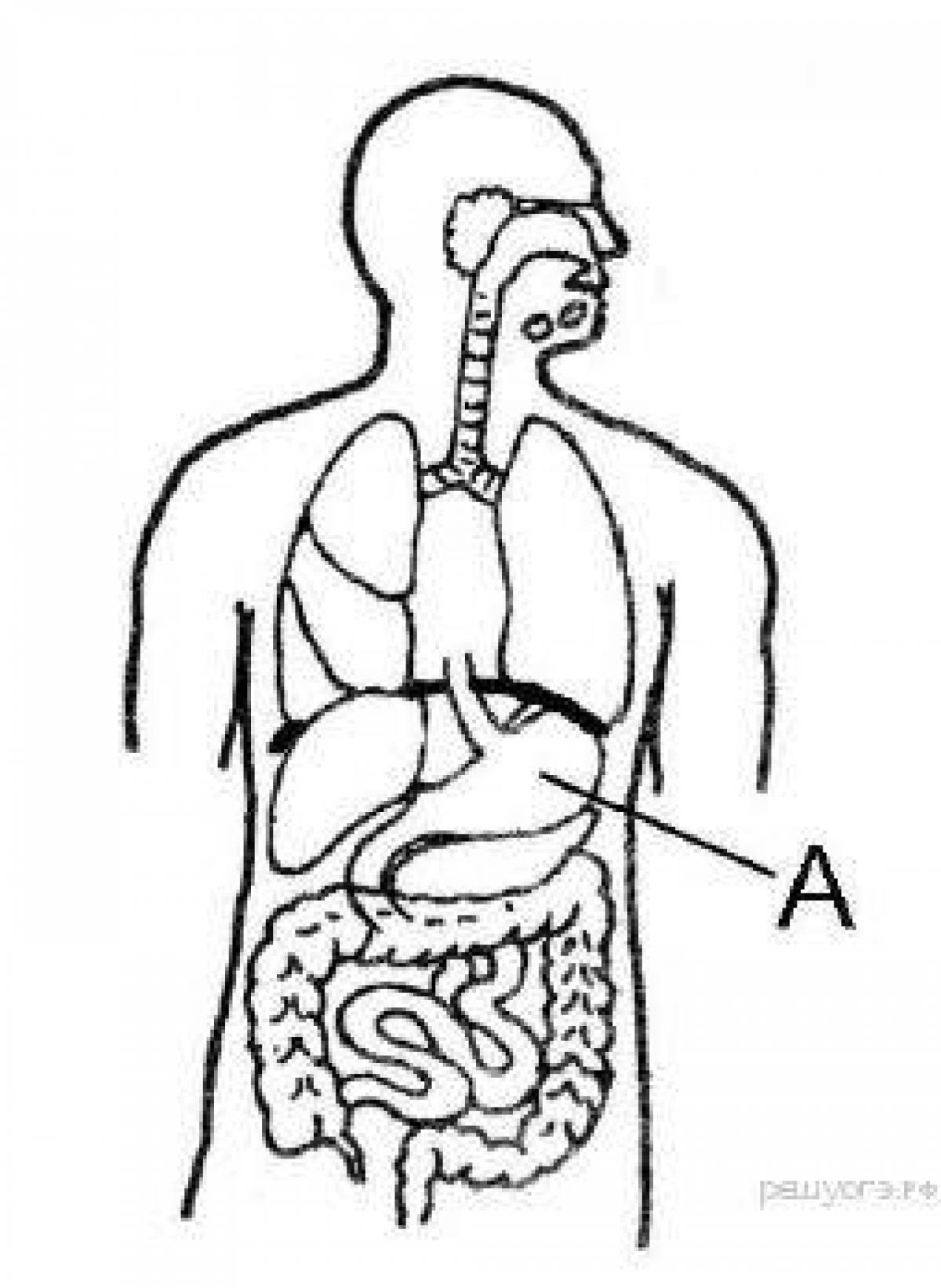 The internal structure of a person Grade 2 #4