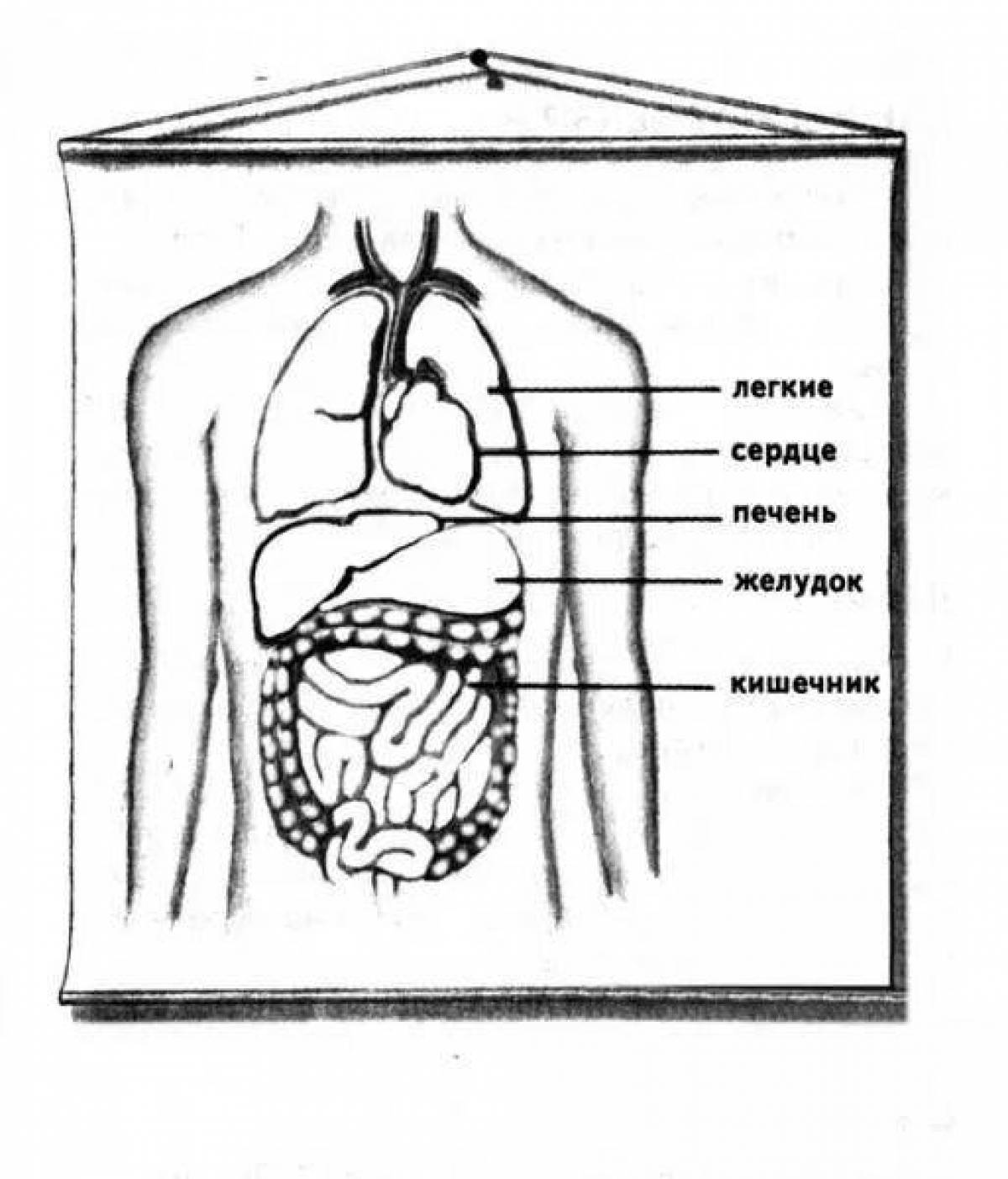 The internal structure of a person Grade 2 #17