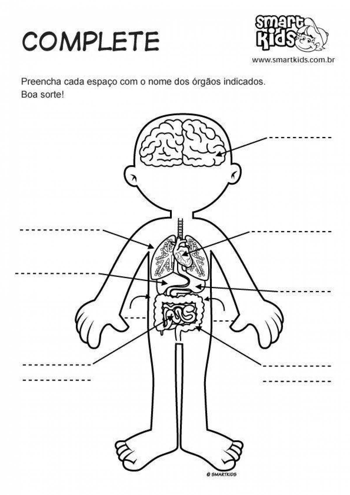 The internal structure of a person Grade 2 #25