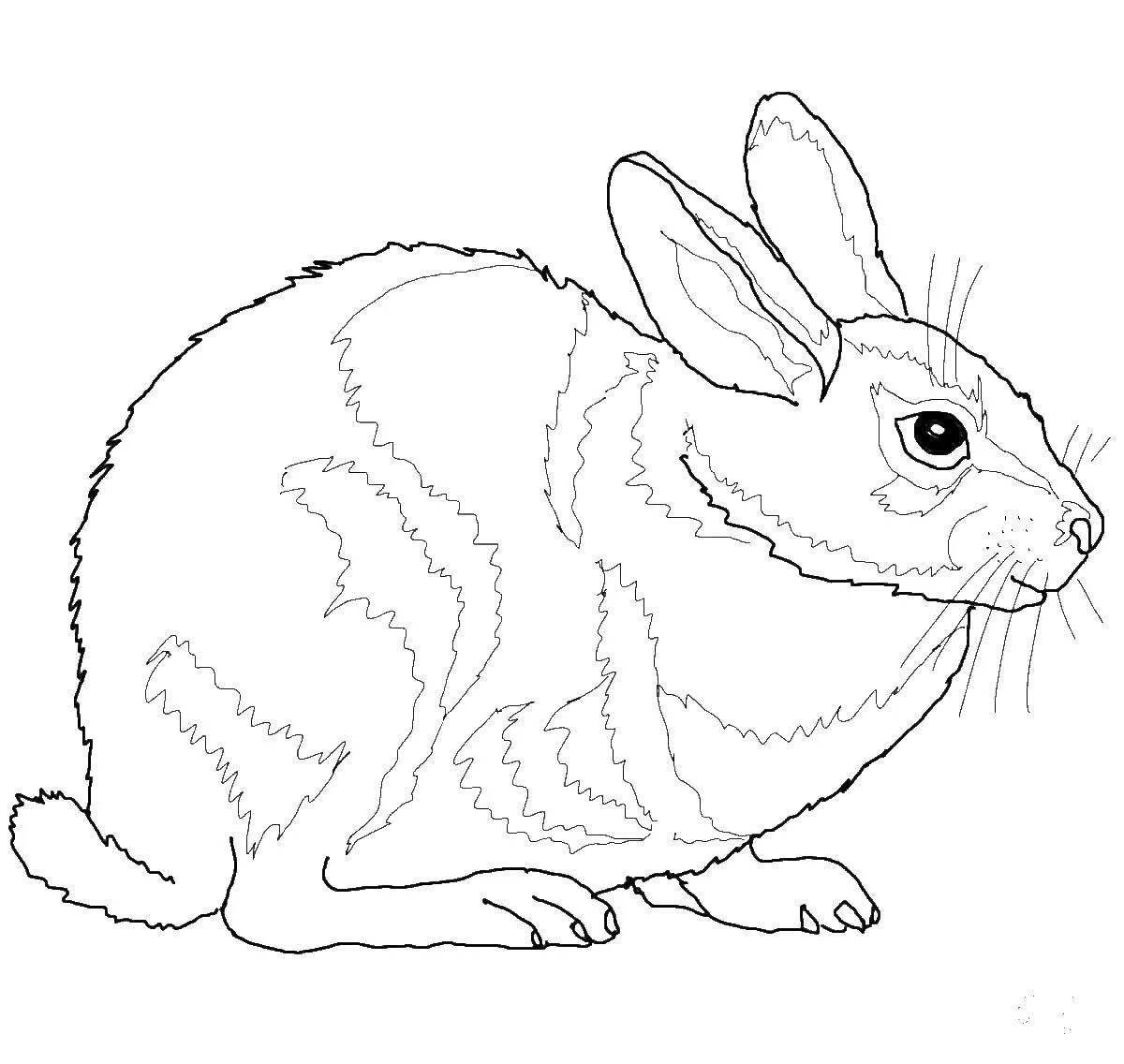 Coloring book of a brave rabbit