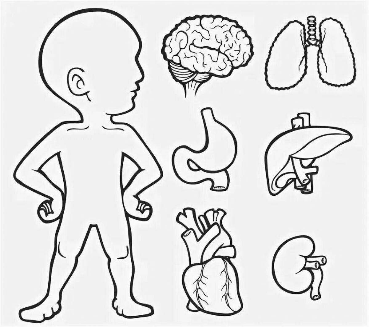 Radiant coloring page human structure