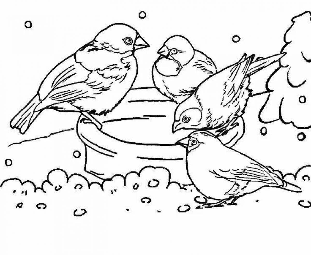 Раскраска зимующие птицы на кормушке