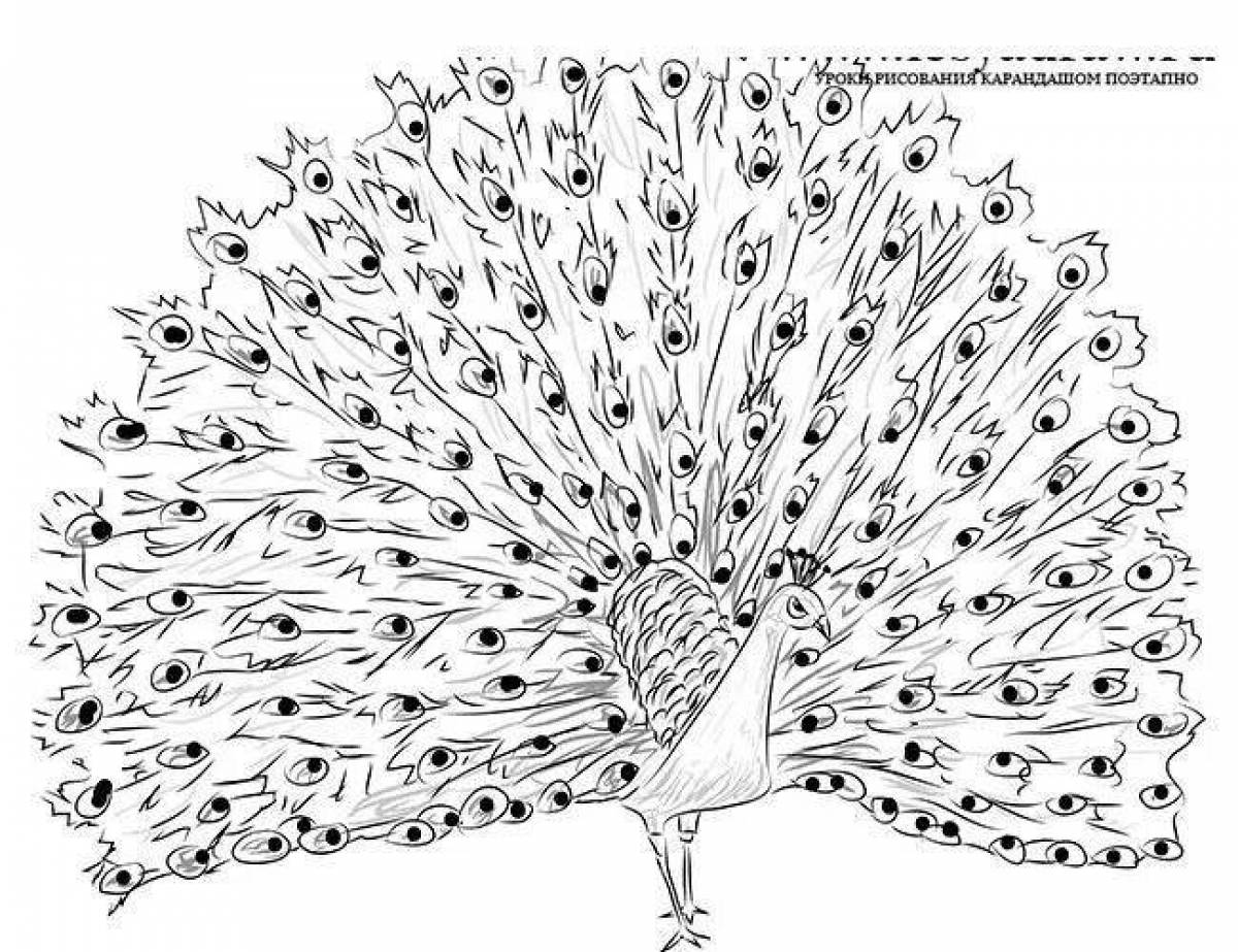 Рисунок павлина для детей с распущенным хвостом