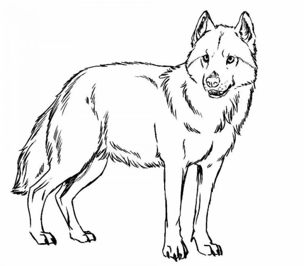 Волк картинка распечатать. Раскраска волк. Волк раскраска для детей. Раскраска животные волк. Красный волк раскраска.