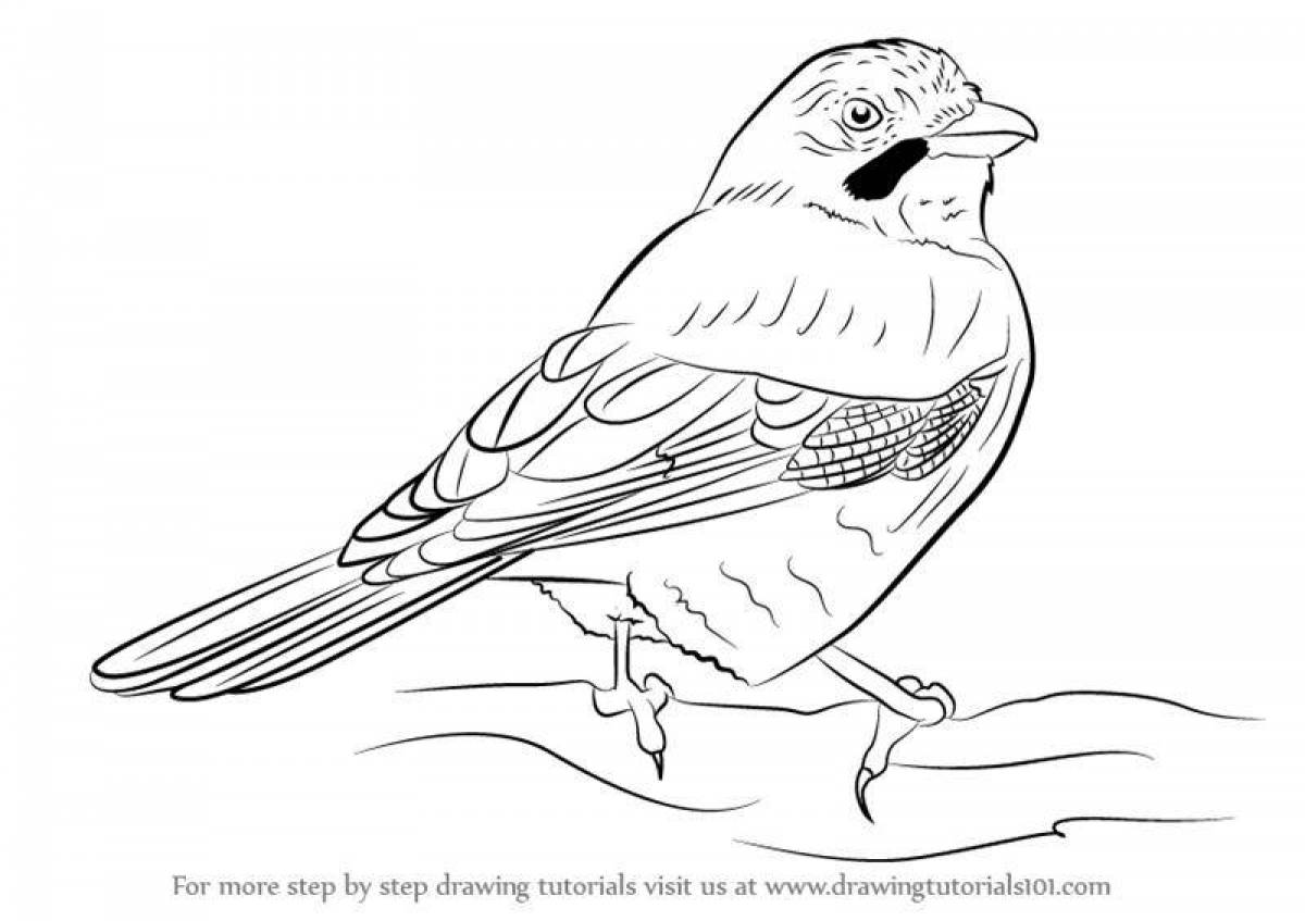 Раскраска жаворонок для детей распечатать. Птицы. Раскраска. Жаворонок раскраска. Птица Сойка раскраска. Сойка раскраска для детей.