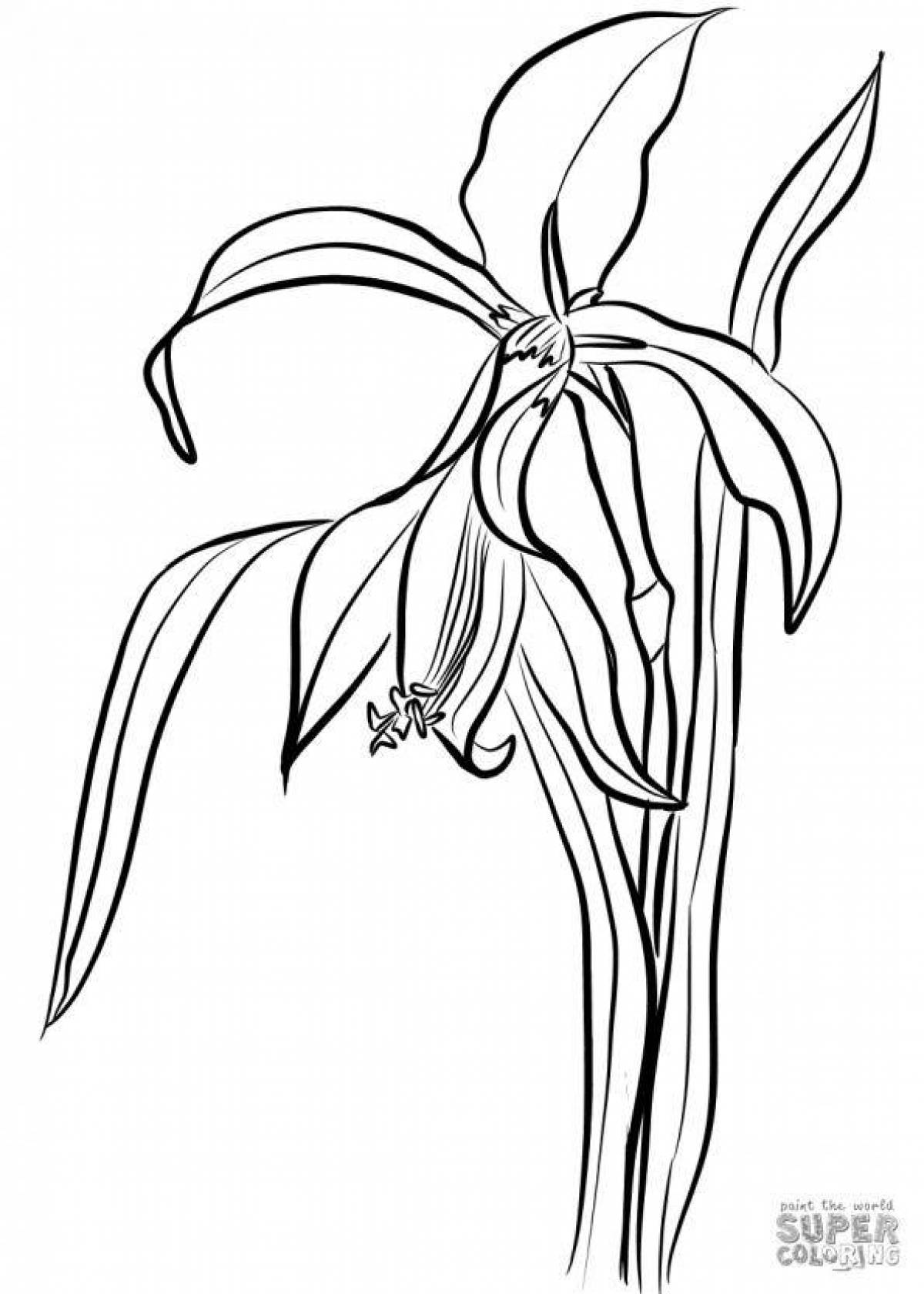 Хлорофитум рисунки. Лилия пенсильванская раскраска. Raskraska xlorofitum. Хлорофитум раскраска для детей. Раскраска цветы лилии.
