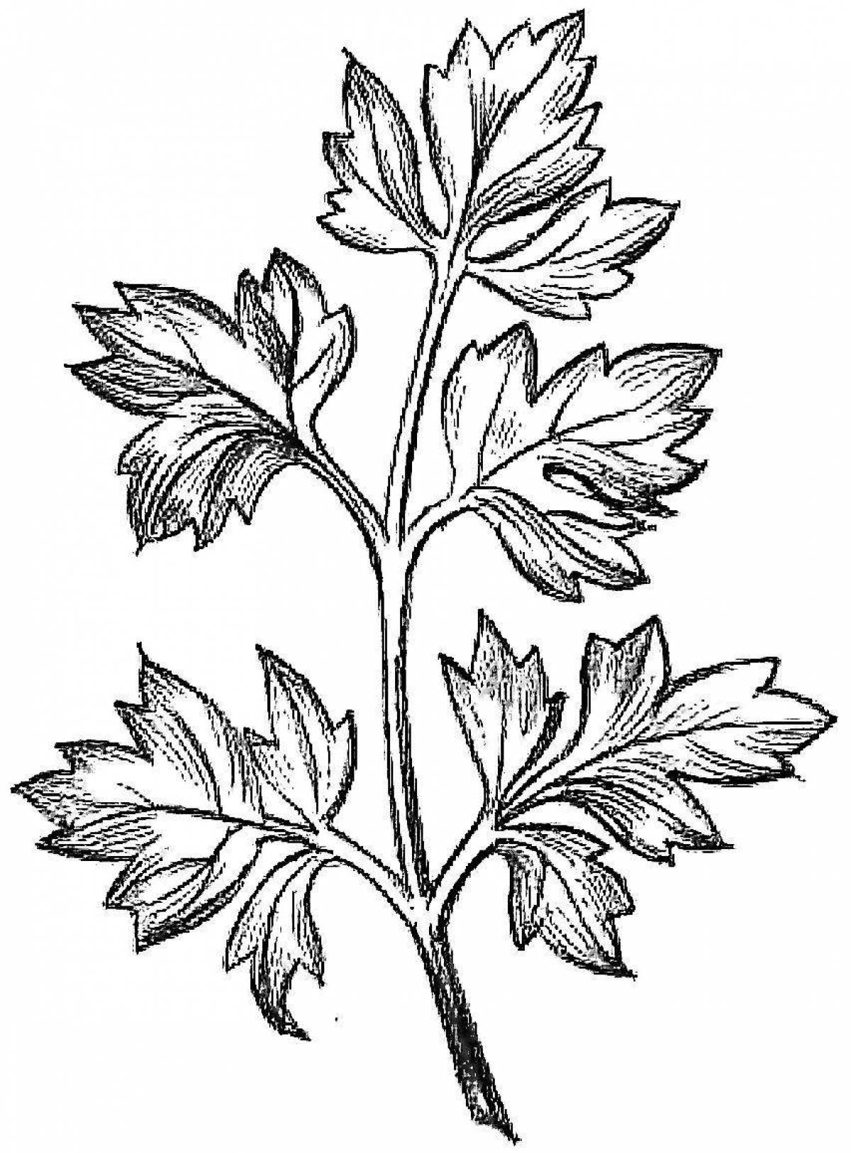 Baby coloring for lovely parsley