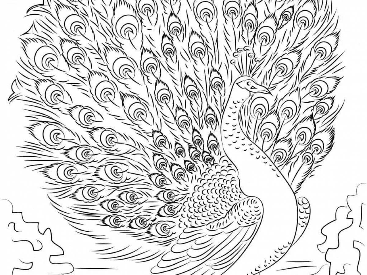 Delightful peacock coloring with loose tail