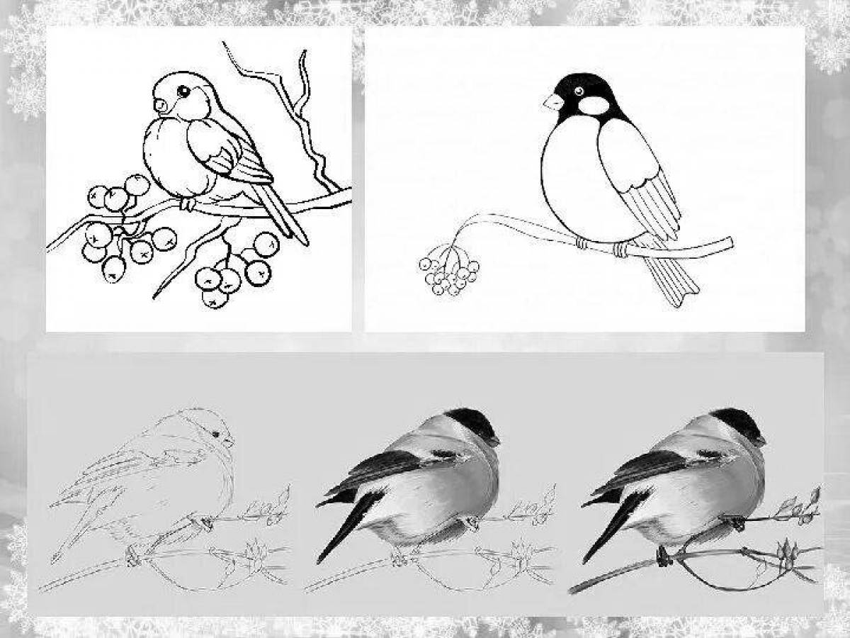 Adorable Bullfinch Coloring for Toddlers