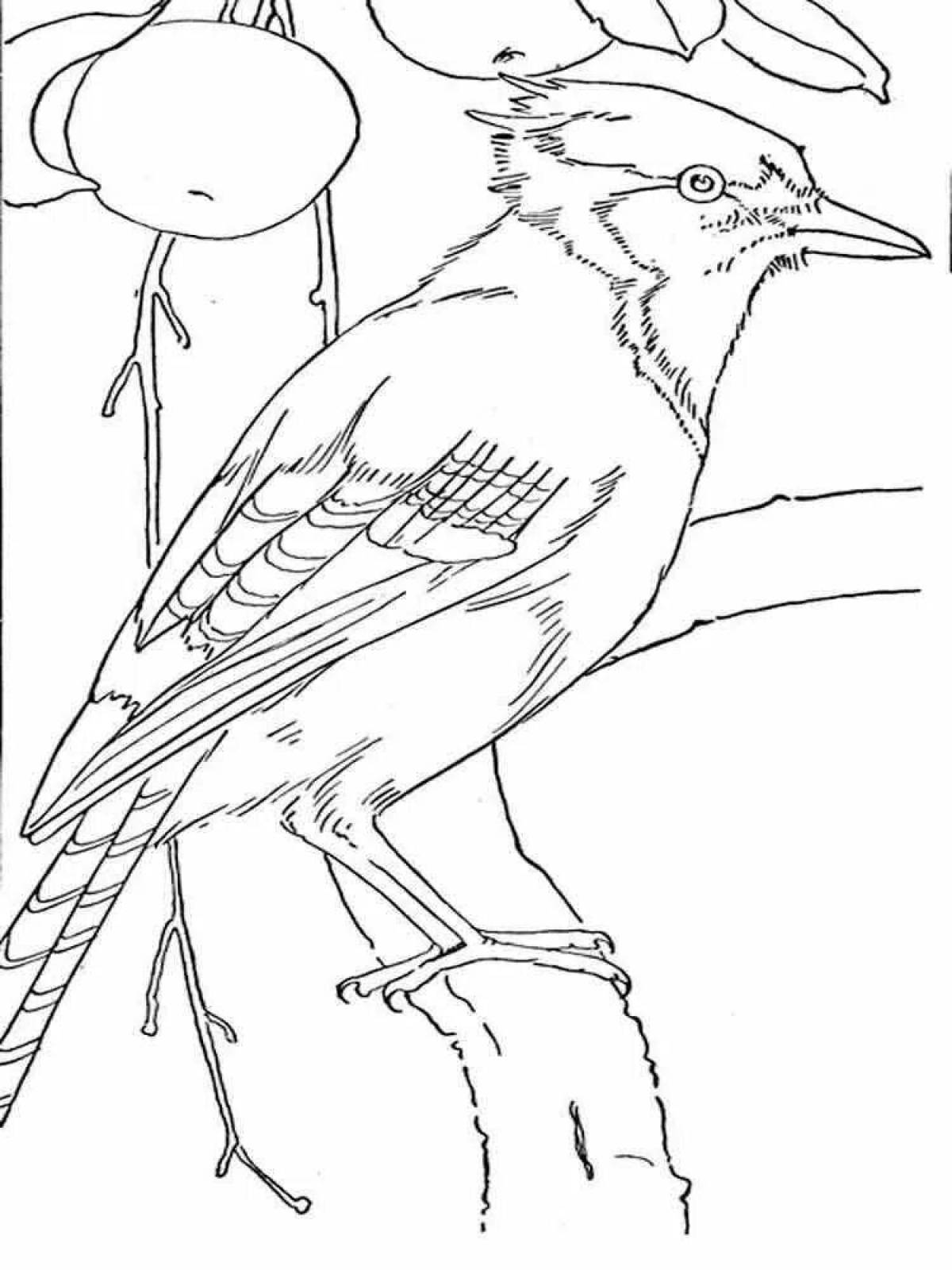 Coloring page playful jay