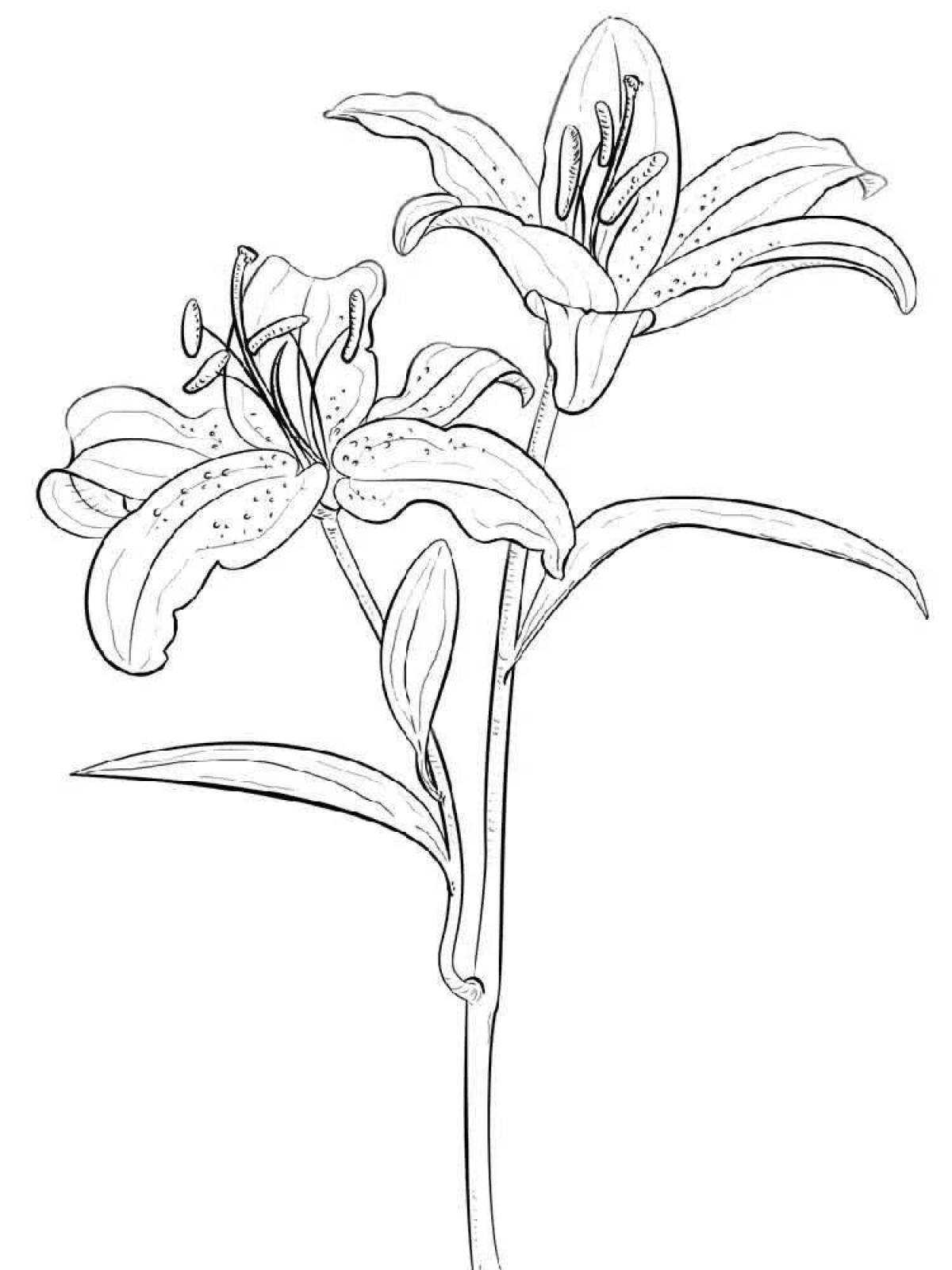 Luminous lily coloring page