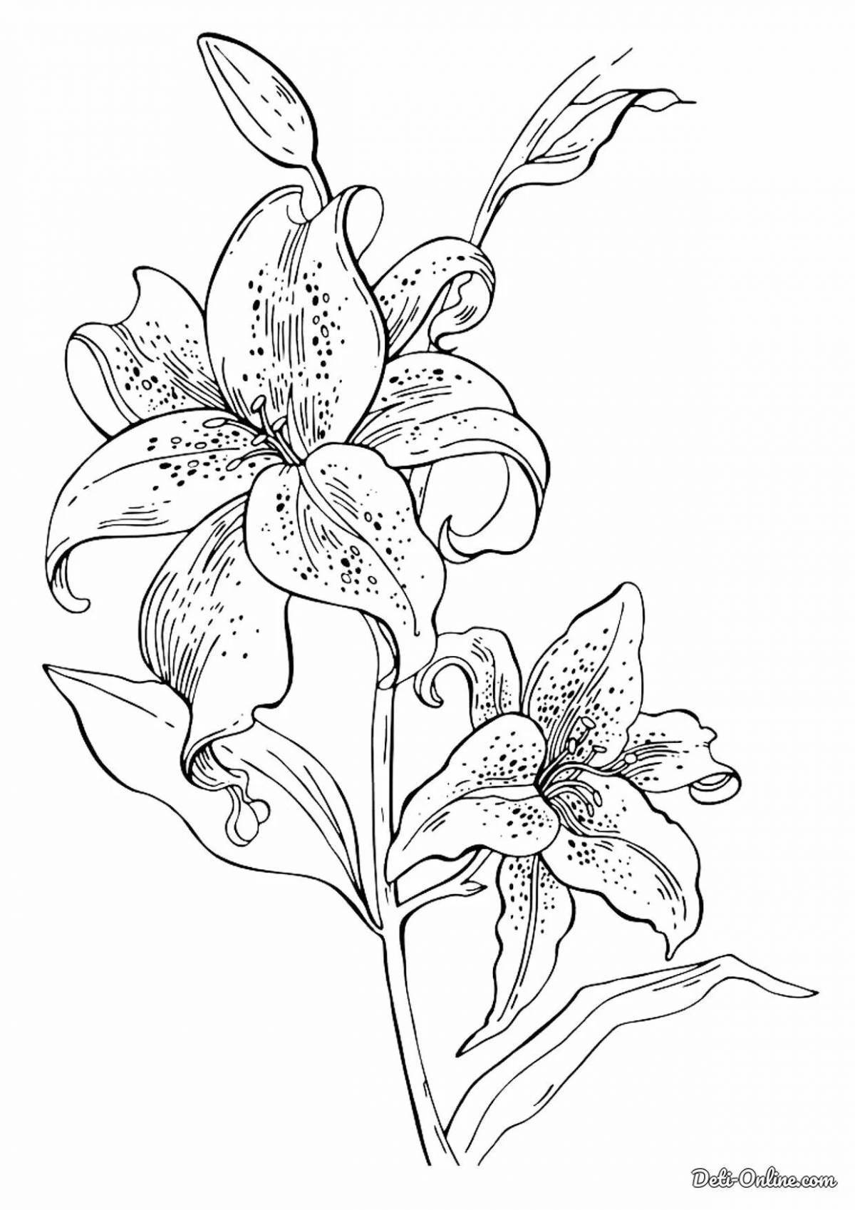 Exquisite lily coloring book