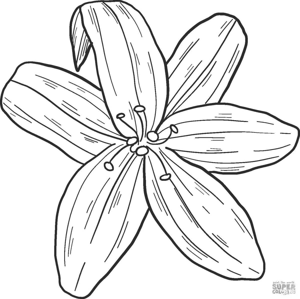 Exquisite lily coloring page