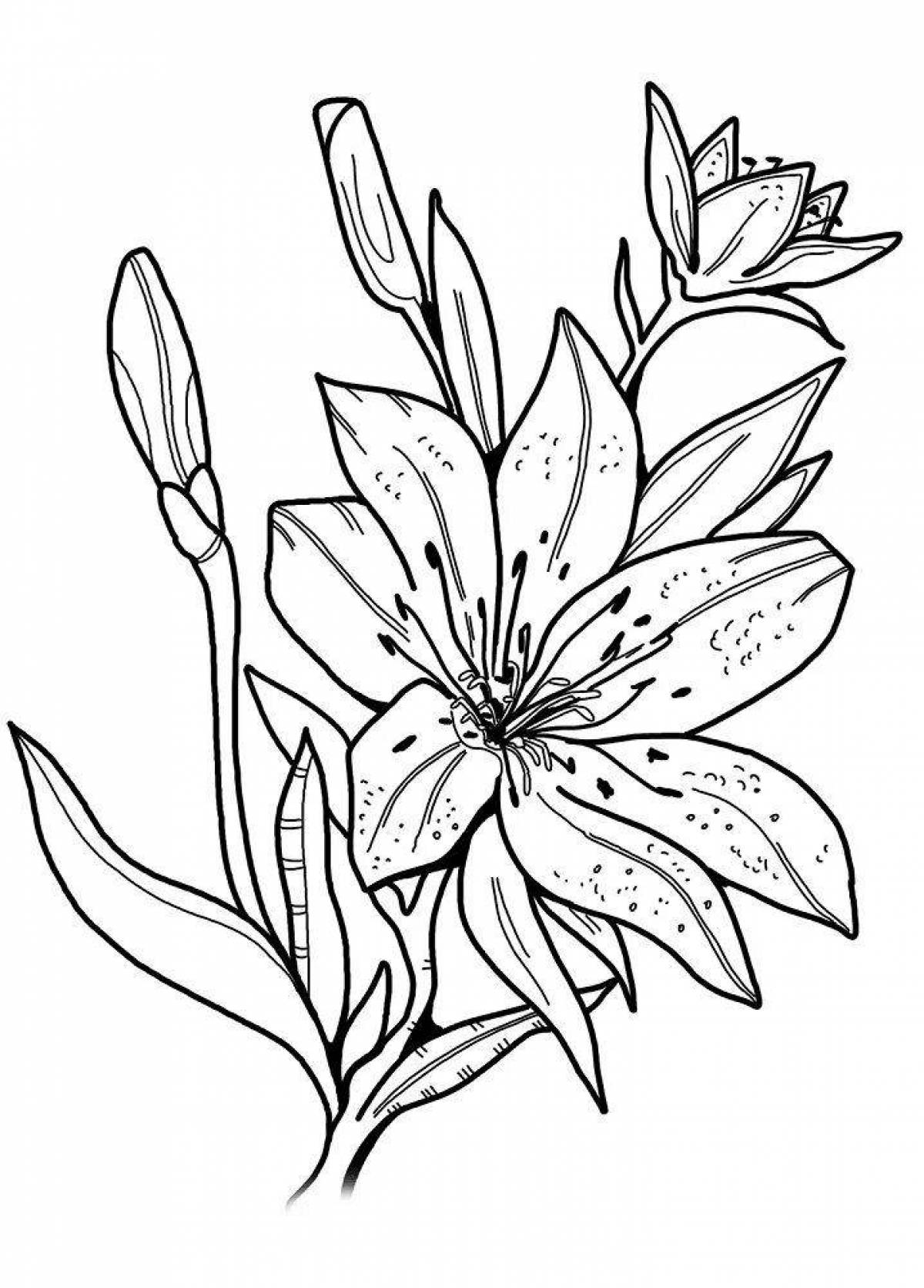 Fancy lily coloring book