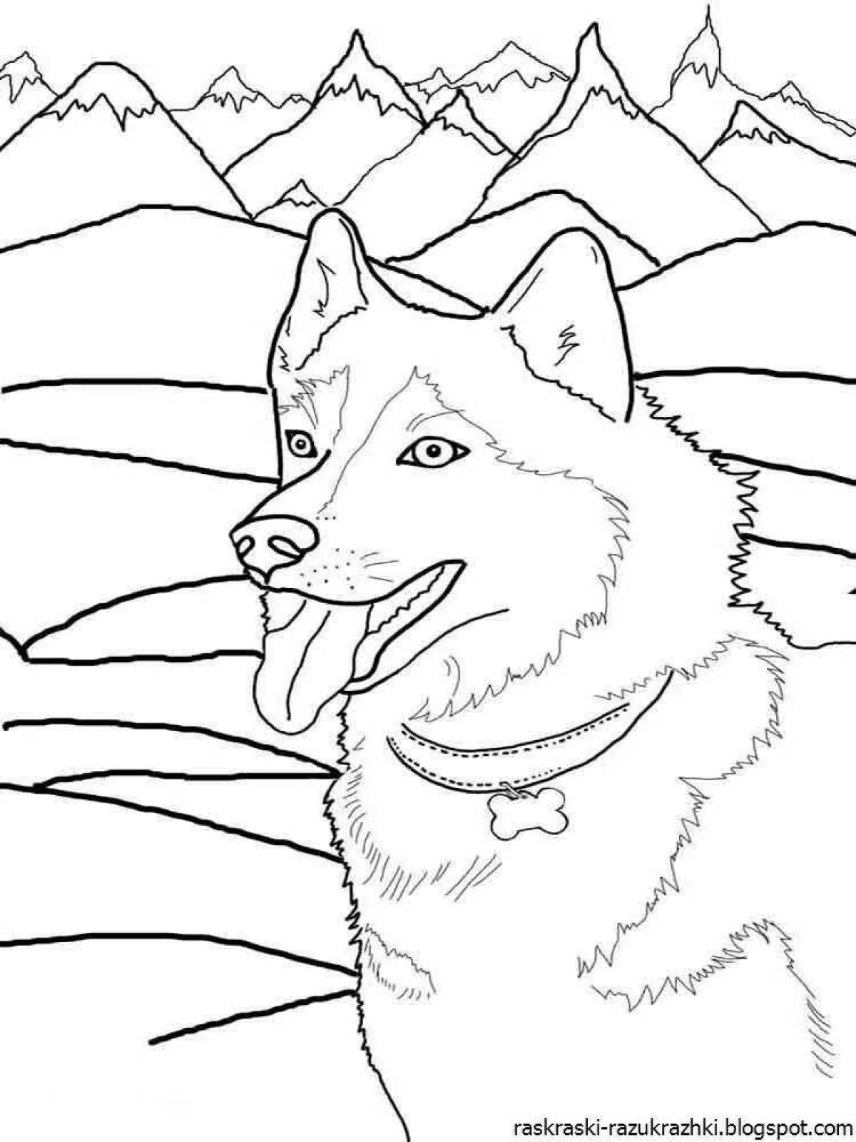 Luminous husky coloring pages