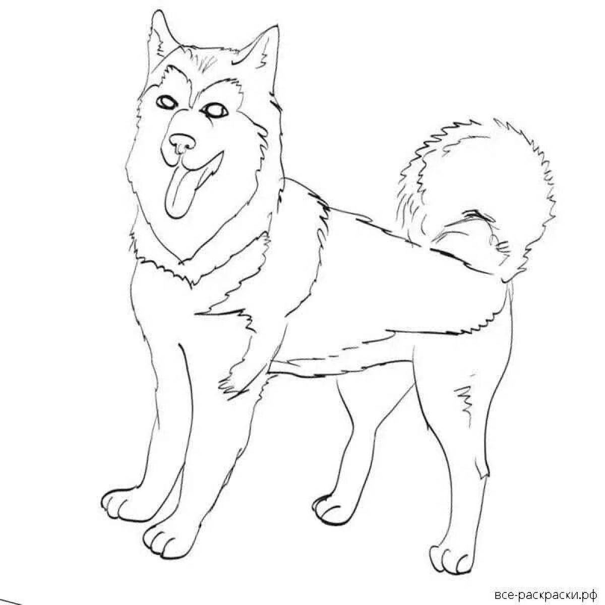 Sparkling husky coloring pages