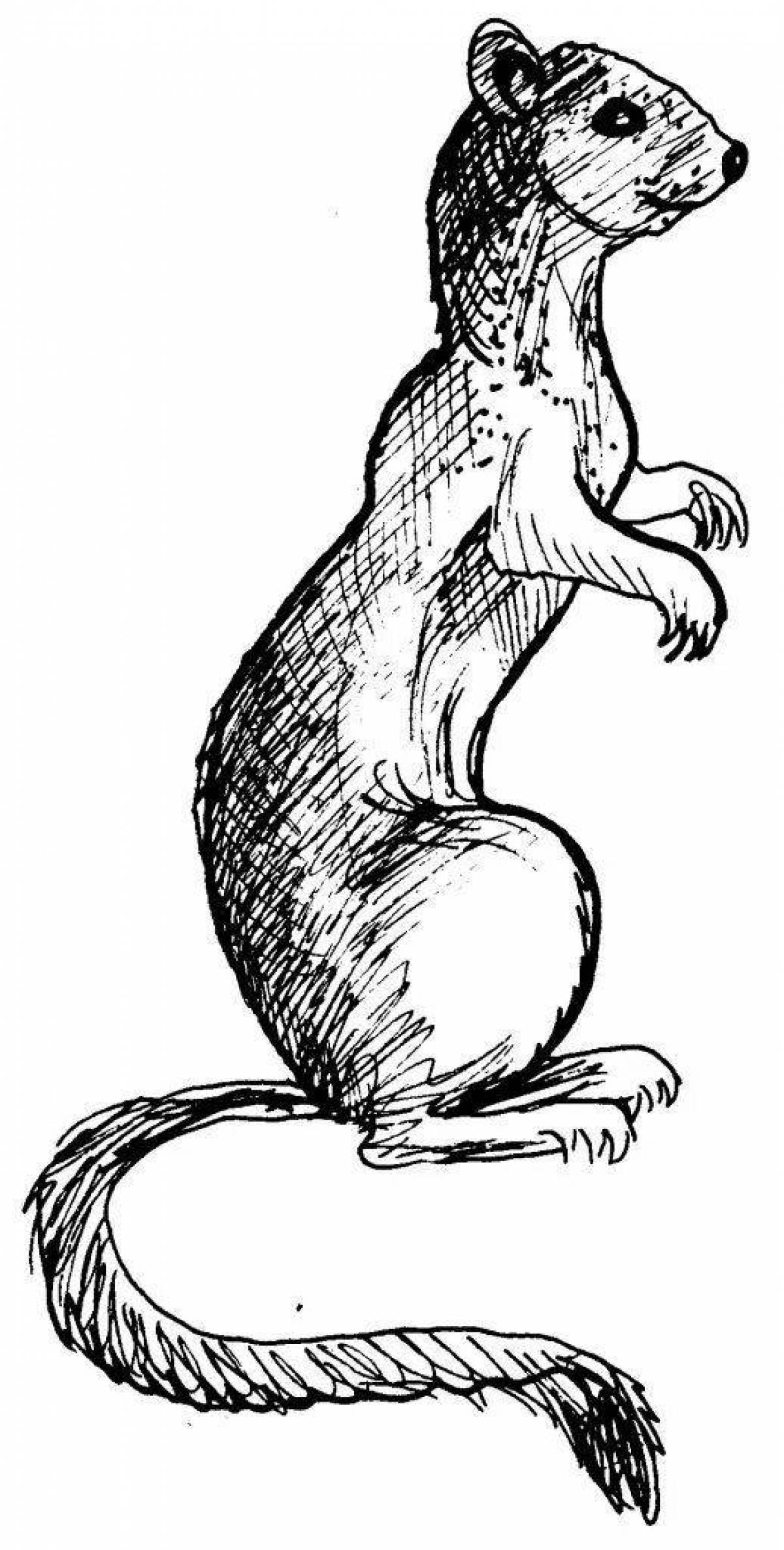 Colorful weasel coloring page